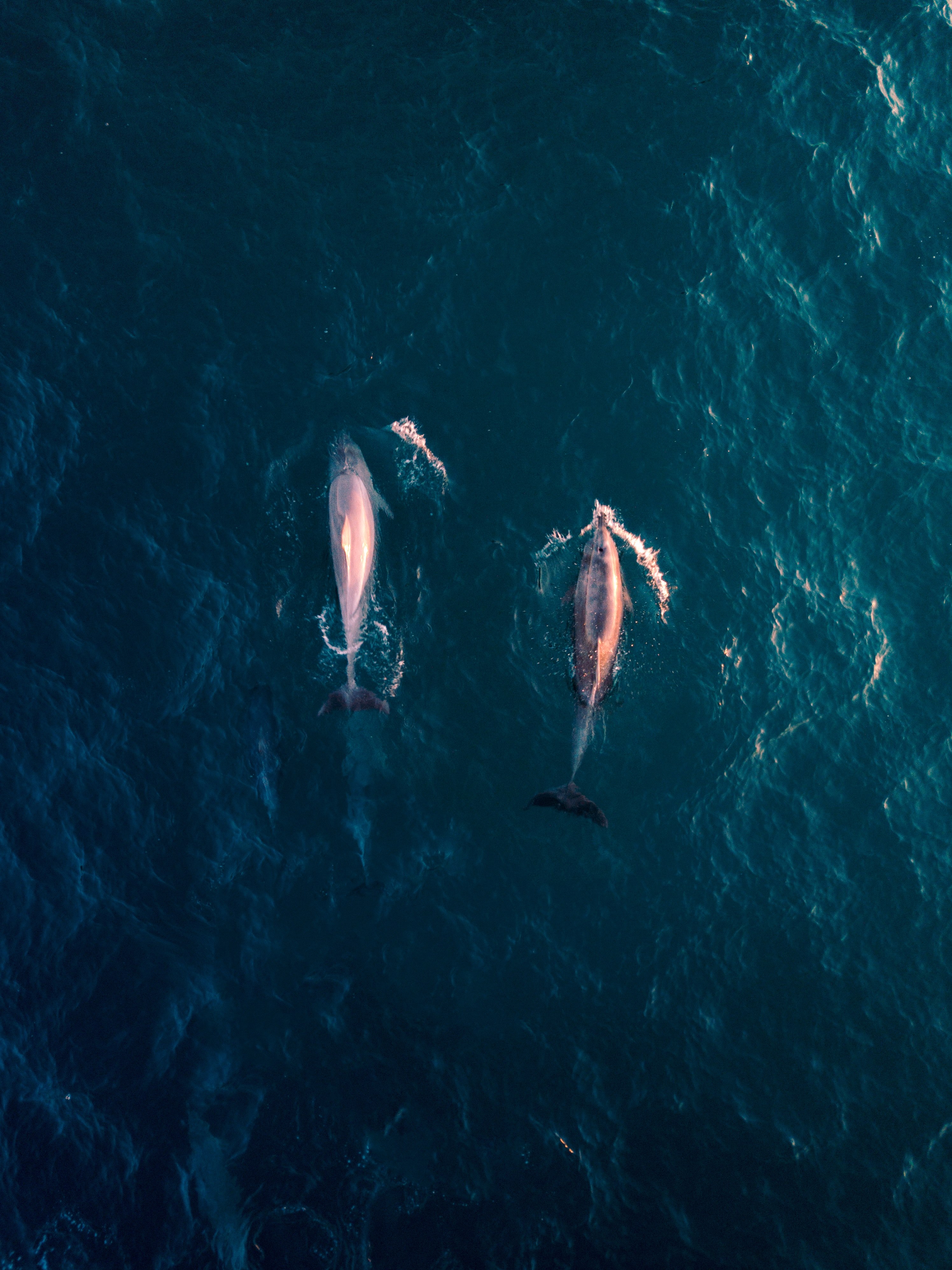 two dolphins swim through blue ocean waters, headed north 4k, Phone HD Wallpaper