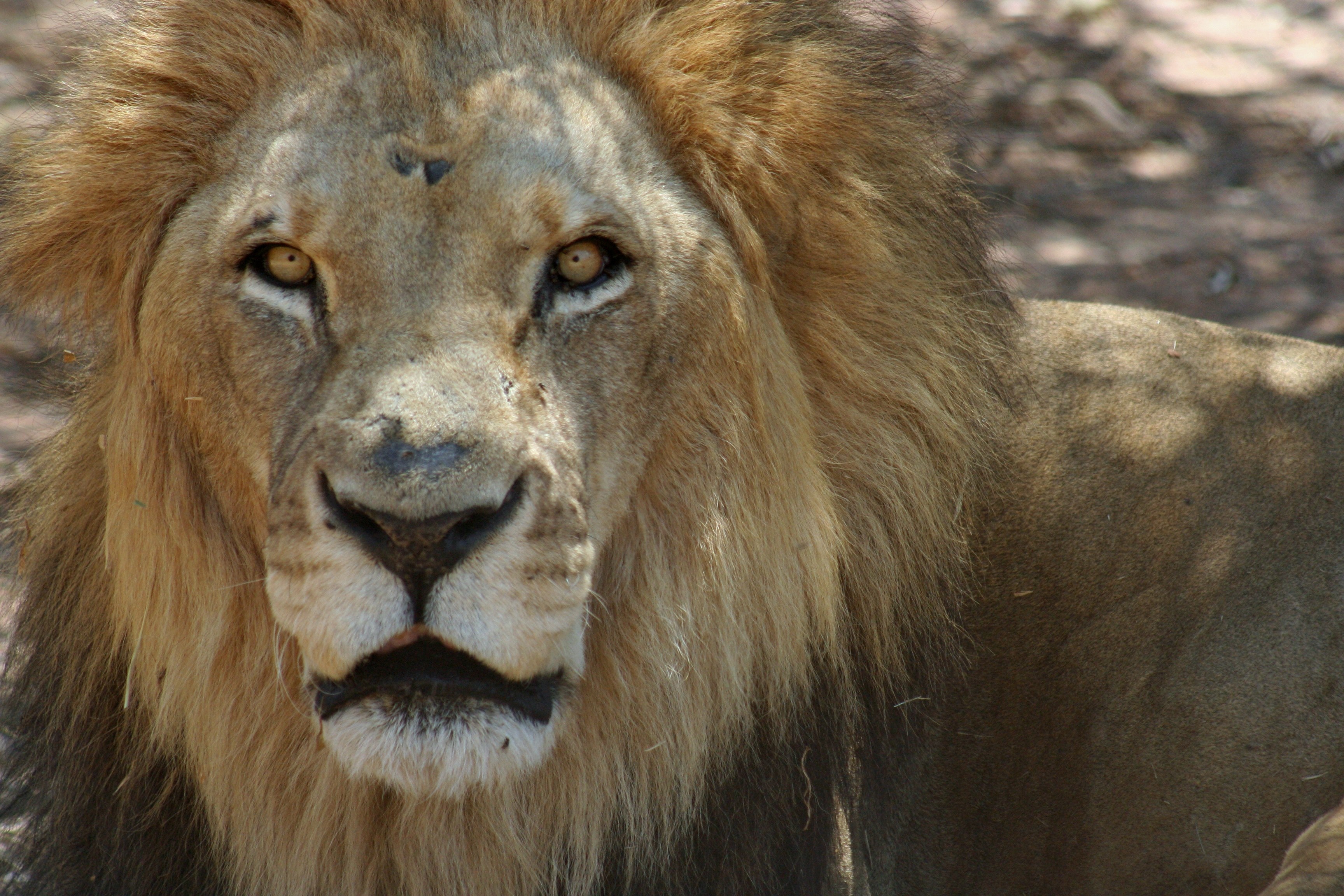 lion lioness mane and big five 4k, HD Wallpaper