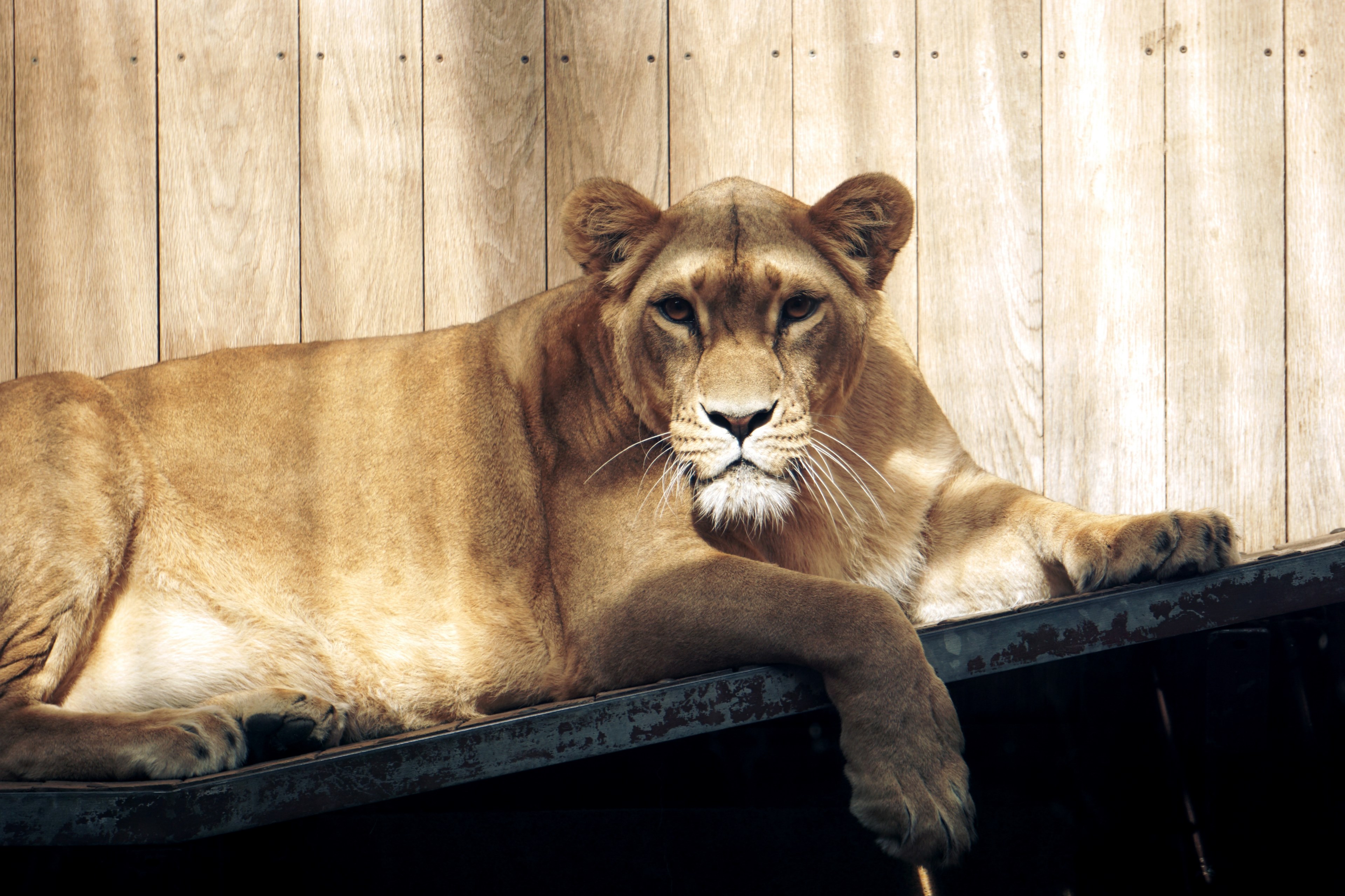 a female lion lying on a platform near a wooden wall in straubing zoo, lioness resting by a wall 4k, HD Wallpaper
