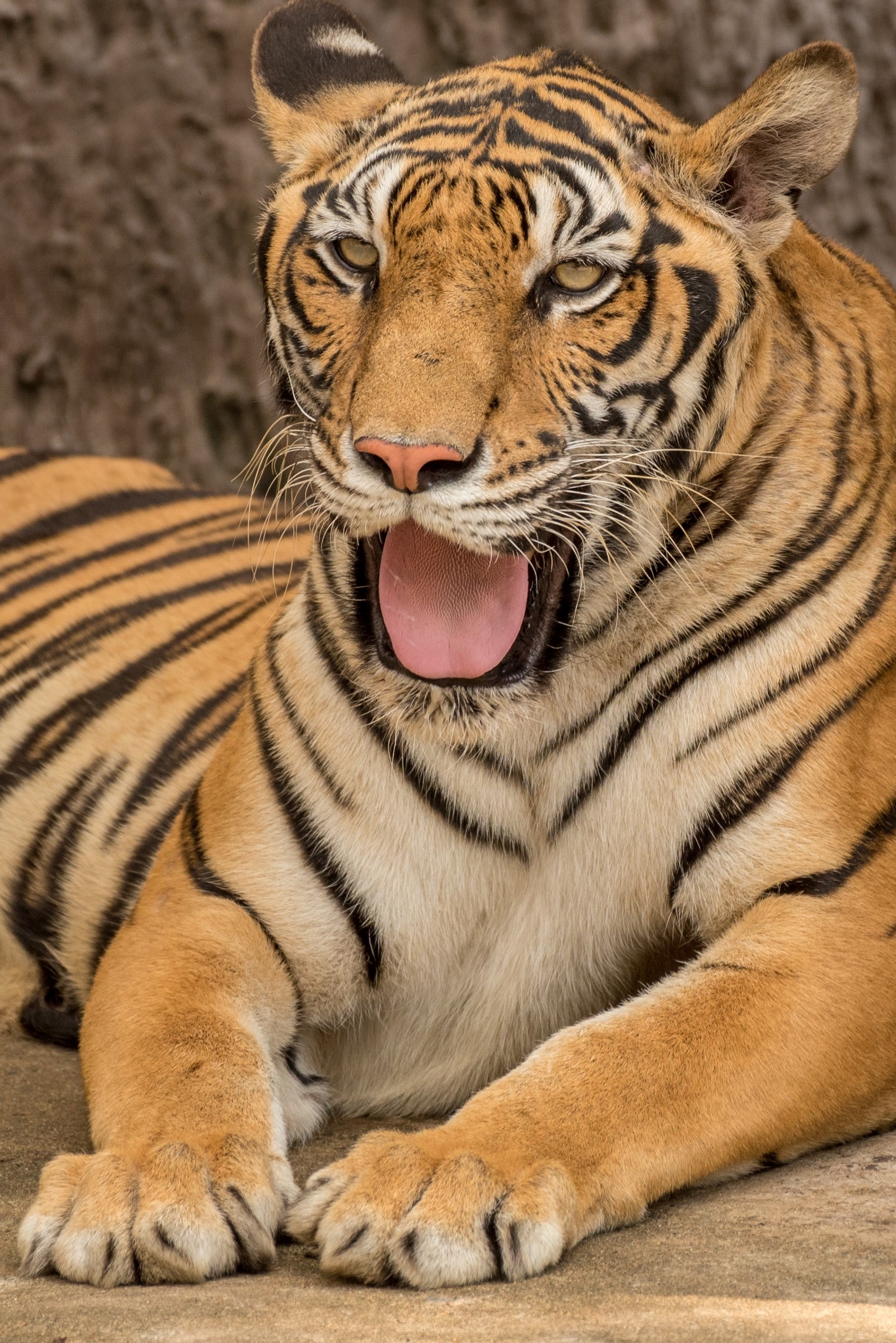 a tiger sticking out its tongue while yawning, yawning tiger 4k, Phone HD Wallpaper