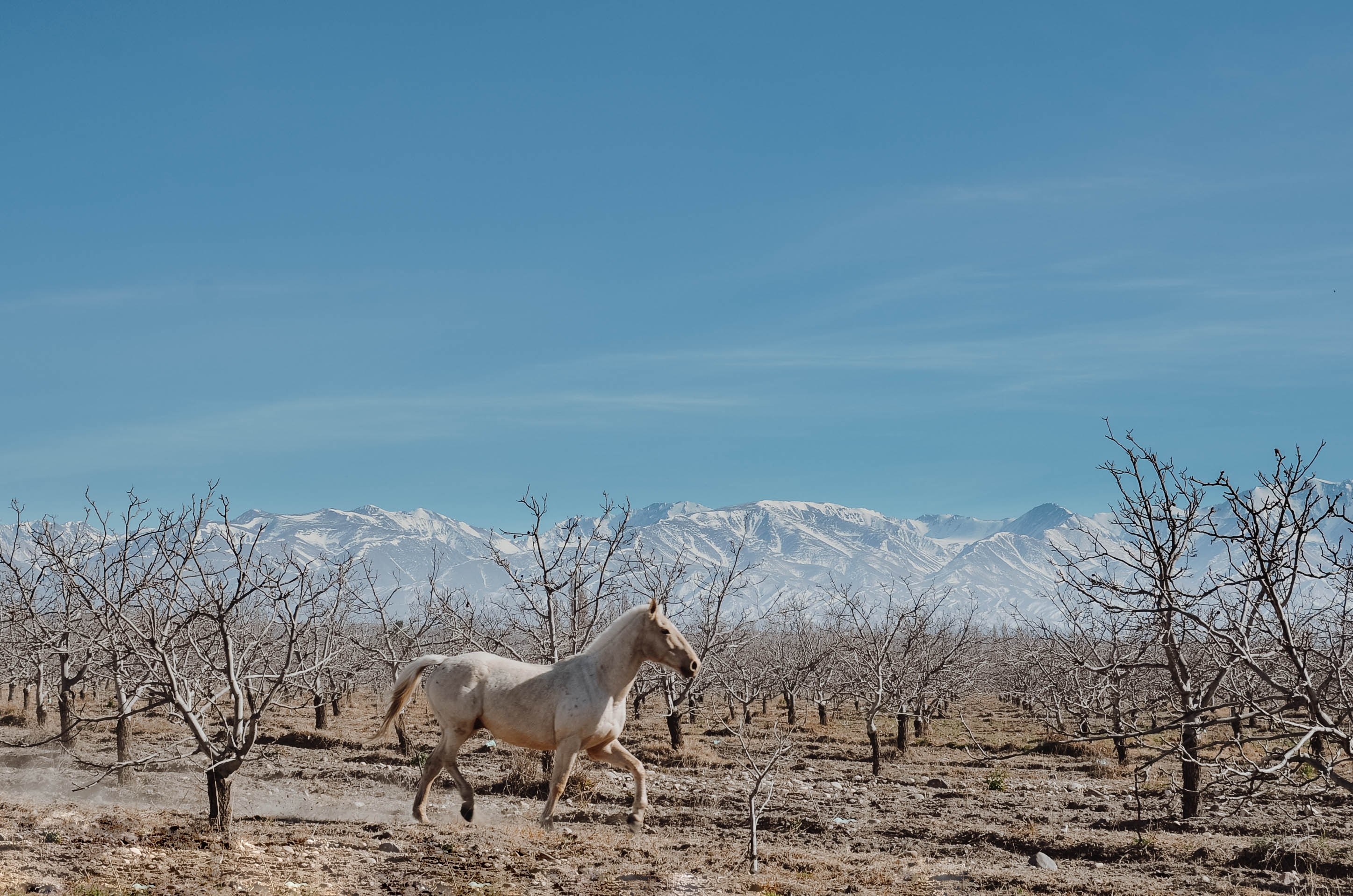 a horse running in an empty park area, _horse running 4k, HD Wallpaper