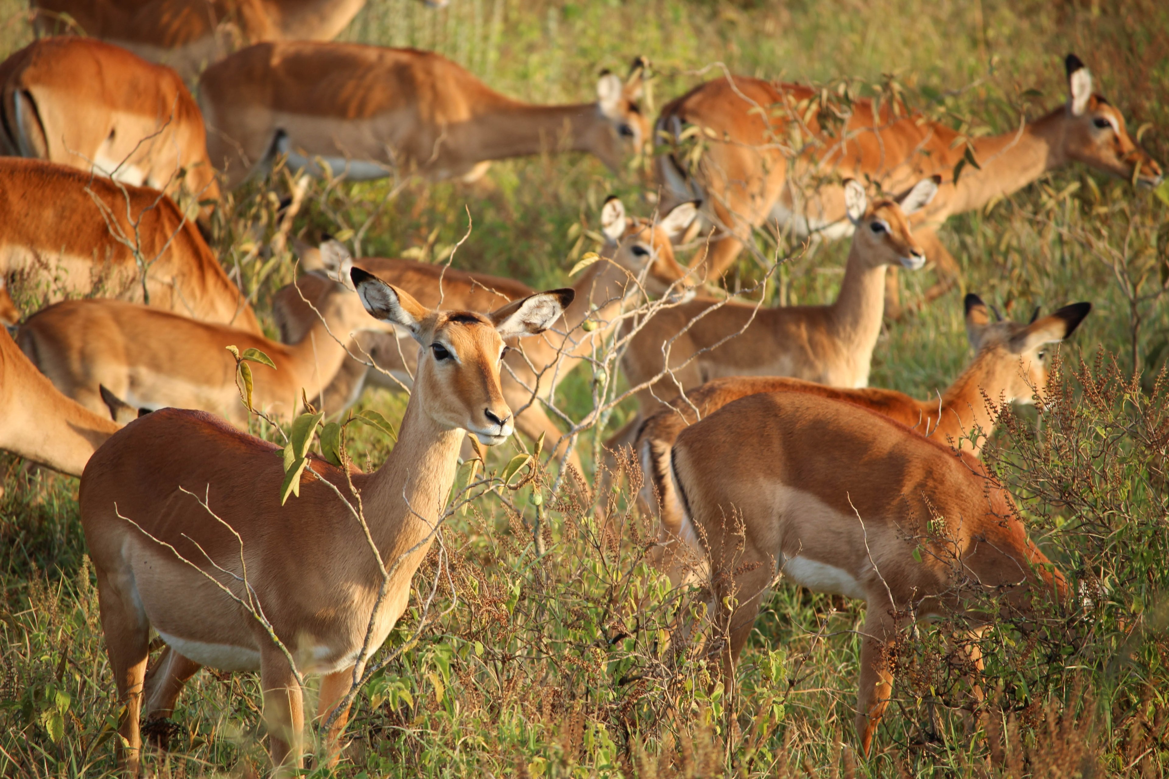 field of impala graze in the grass, roaming impalas 4k, HD Wallpaper