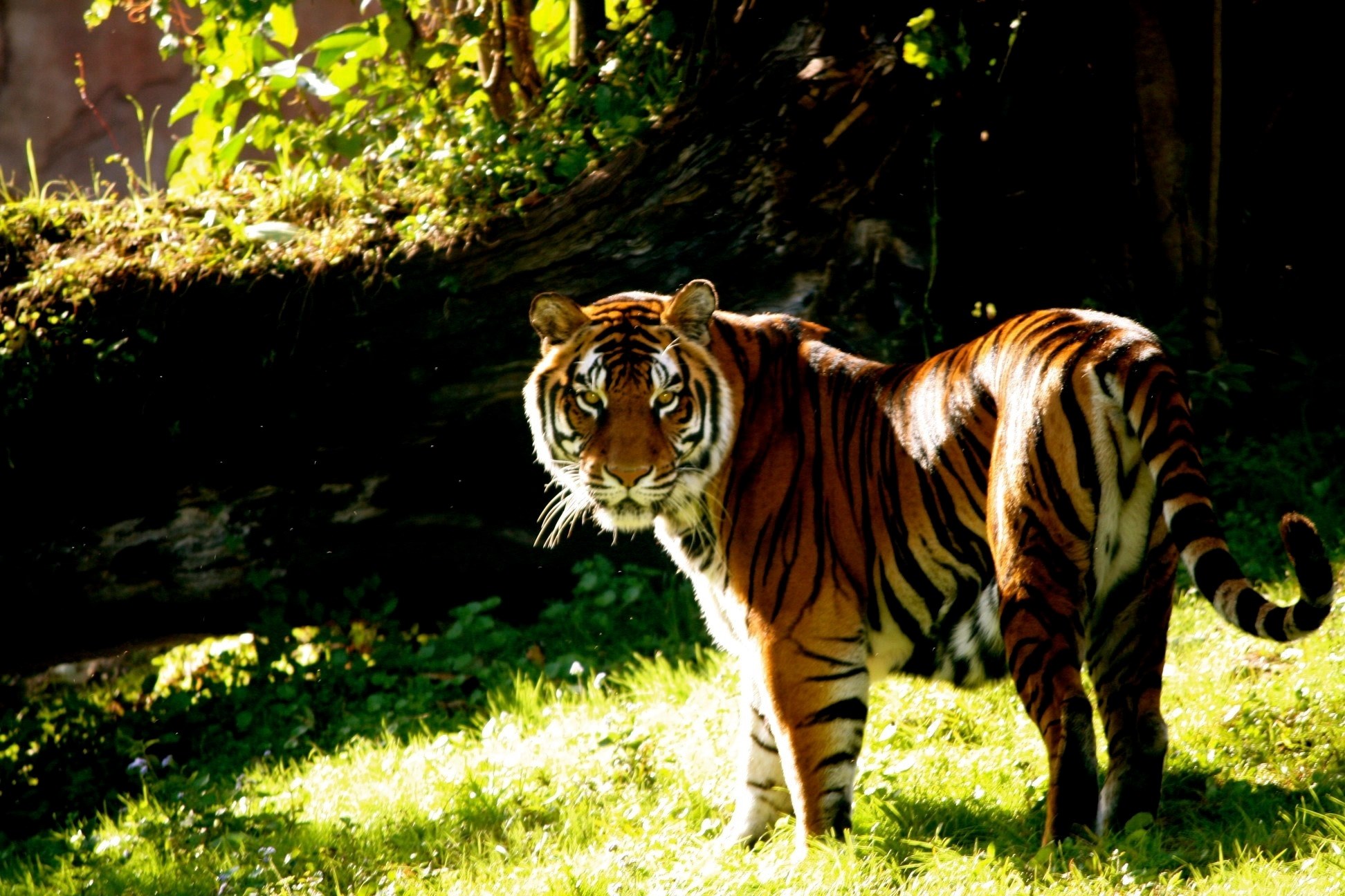 safari jungle africa and hunter 4k, HD Wallpaper