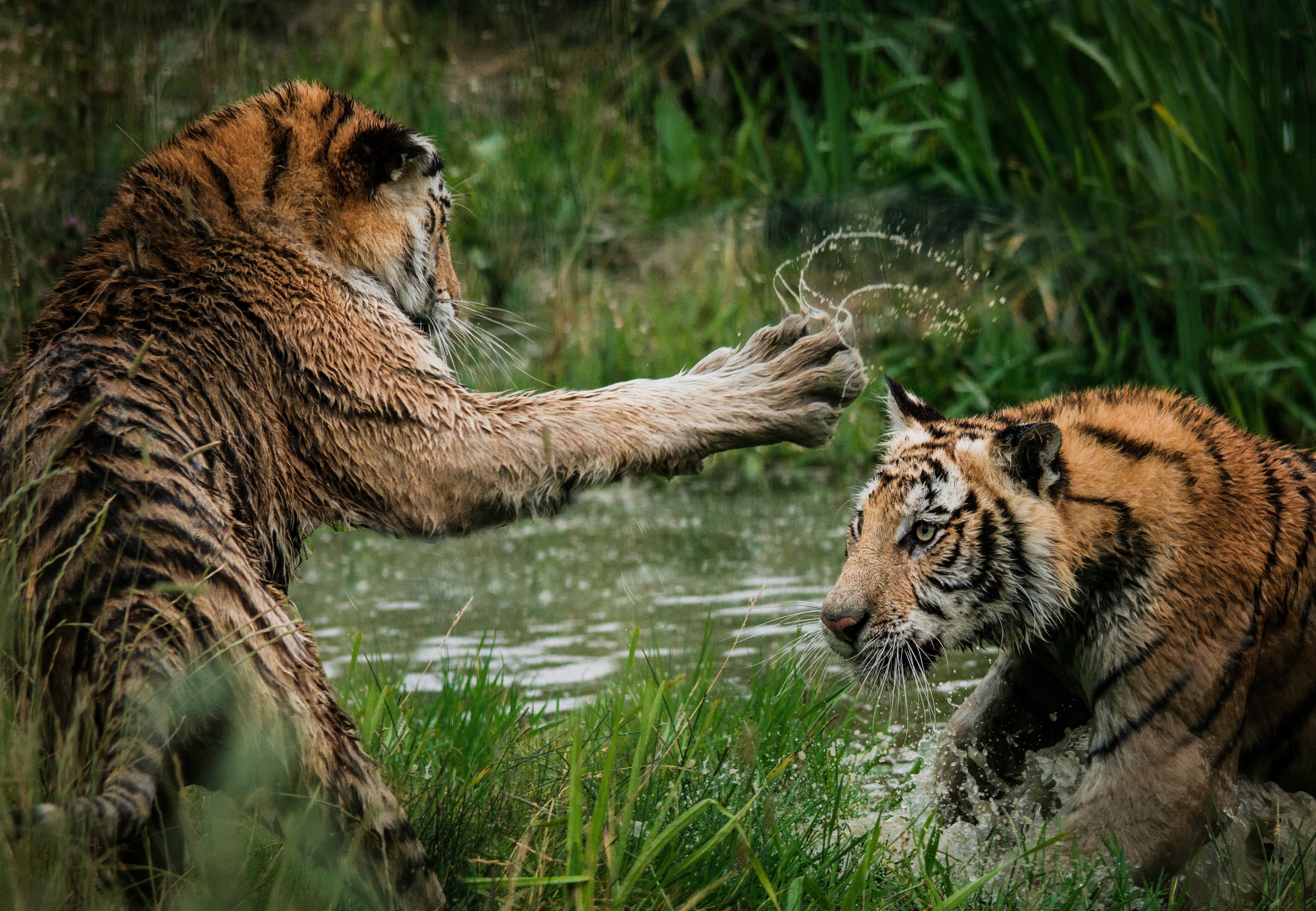 tiger cubs playing in the water 4k, HD Wallpaper