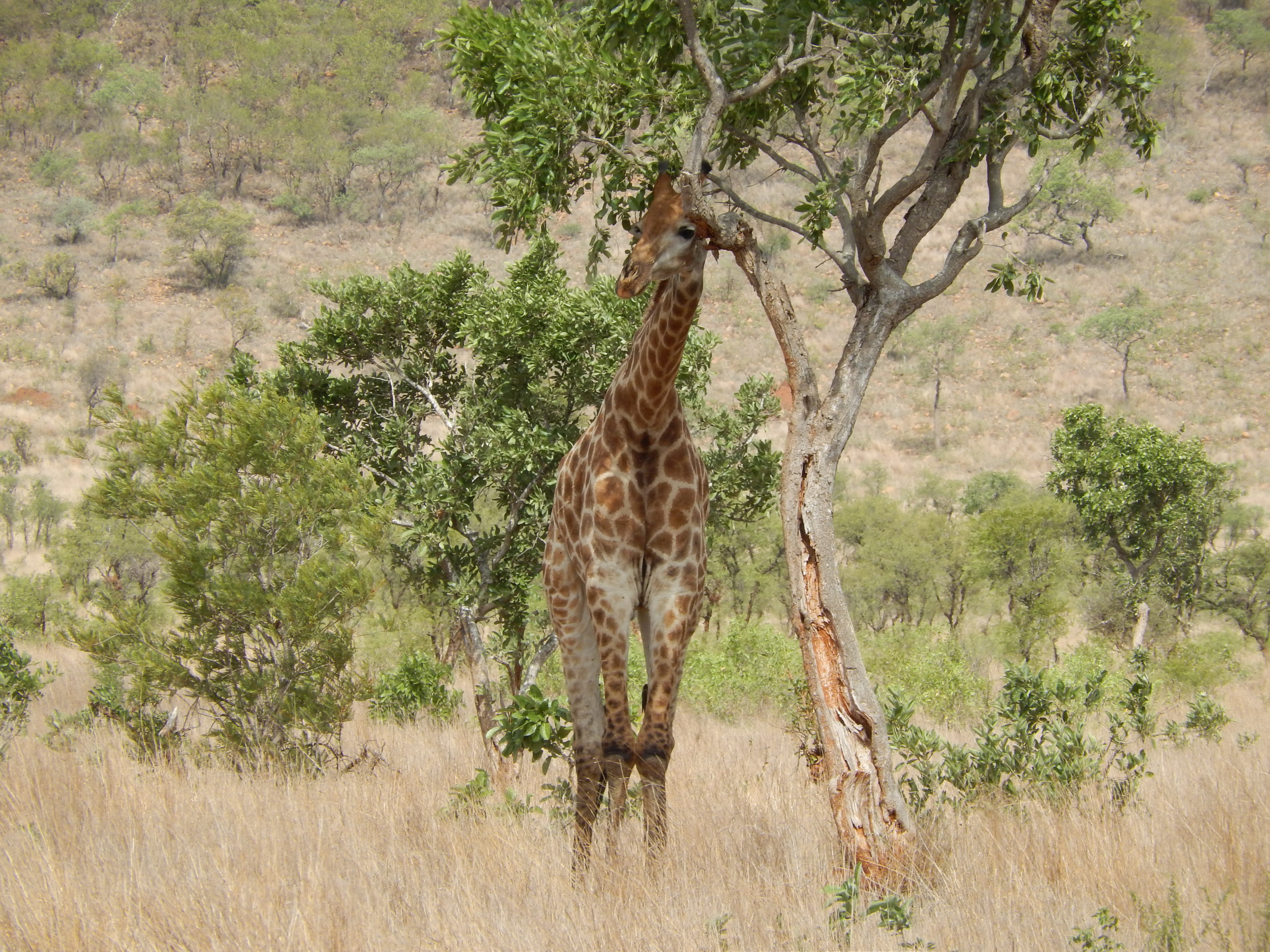 tree giraffe africa and wild 4k, HD Wallpaper