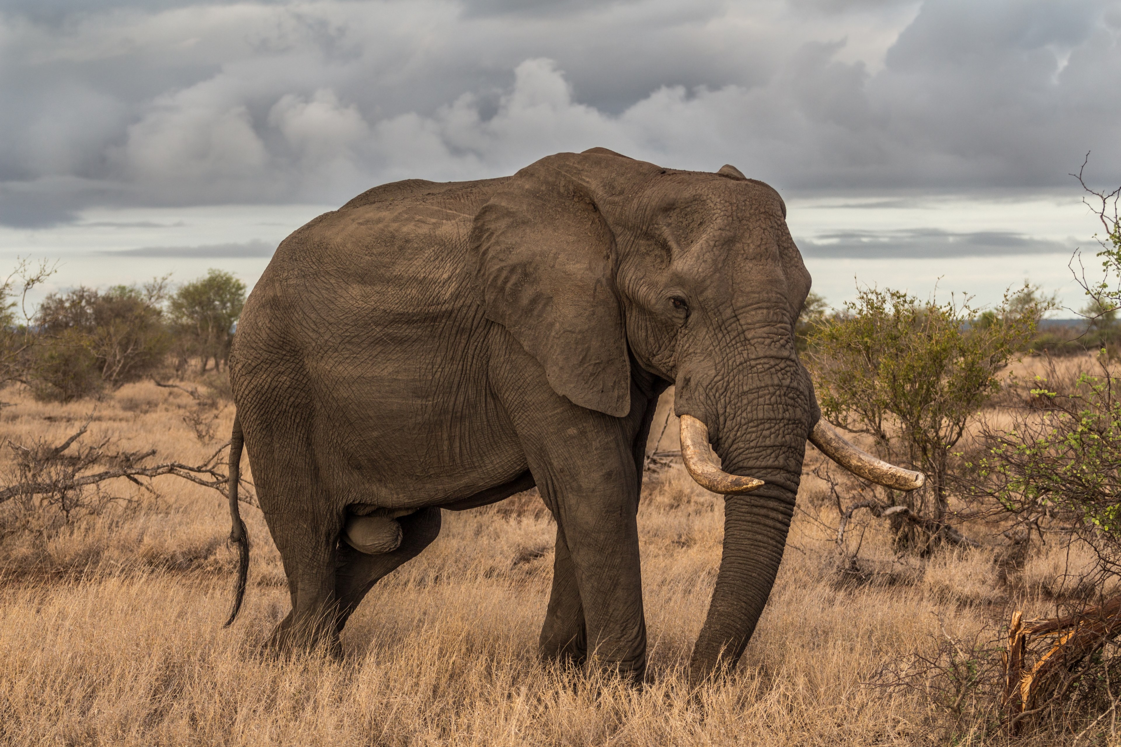 elephant tusks trunk and field 4k, HD Wallpaper