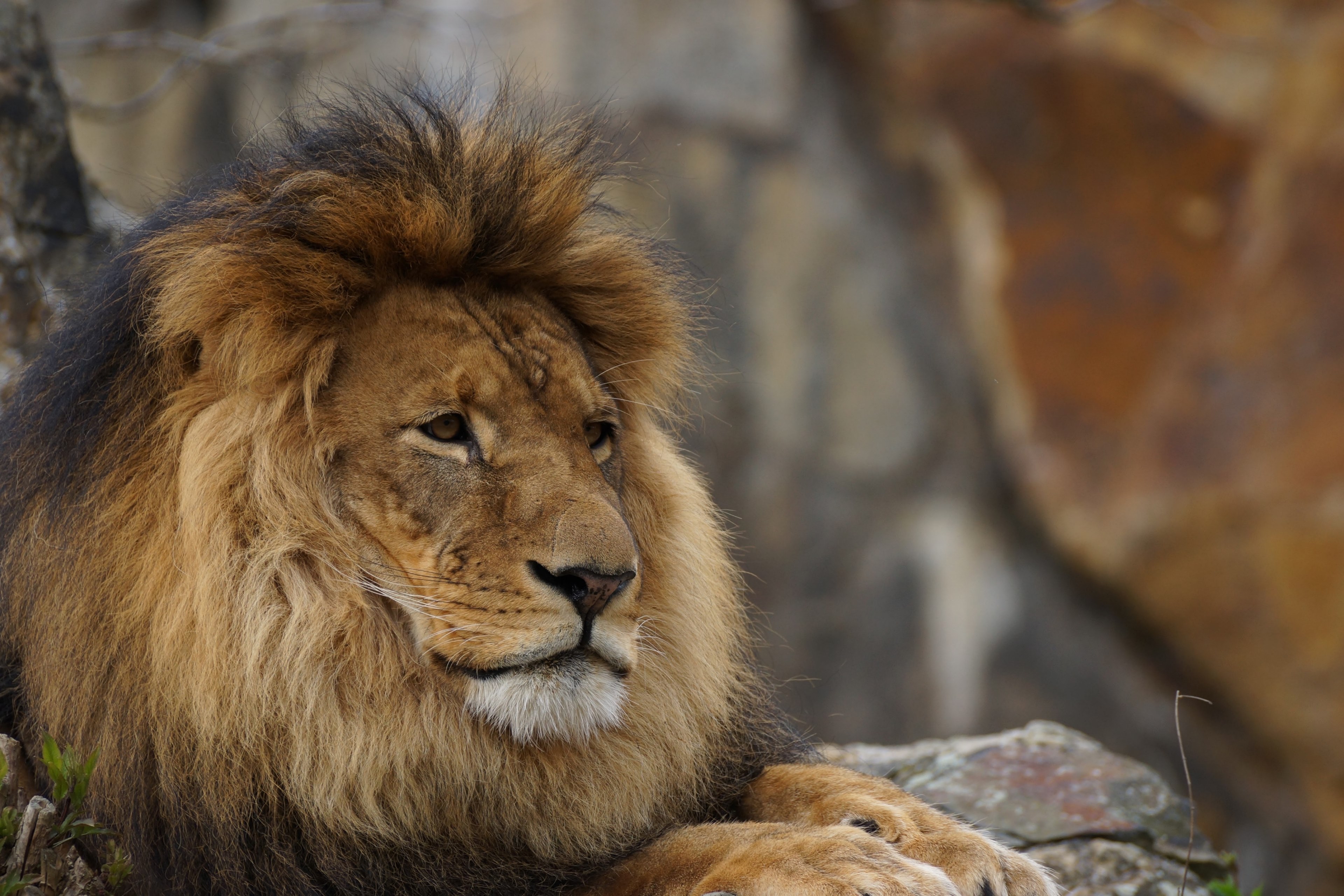 lion portrait mane and zoo animal 4k, HD Wallpaper