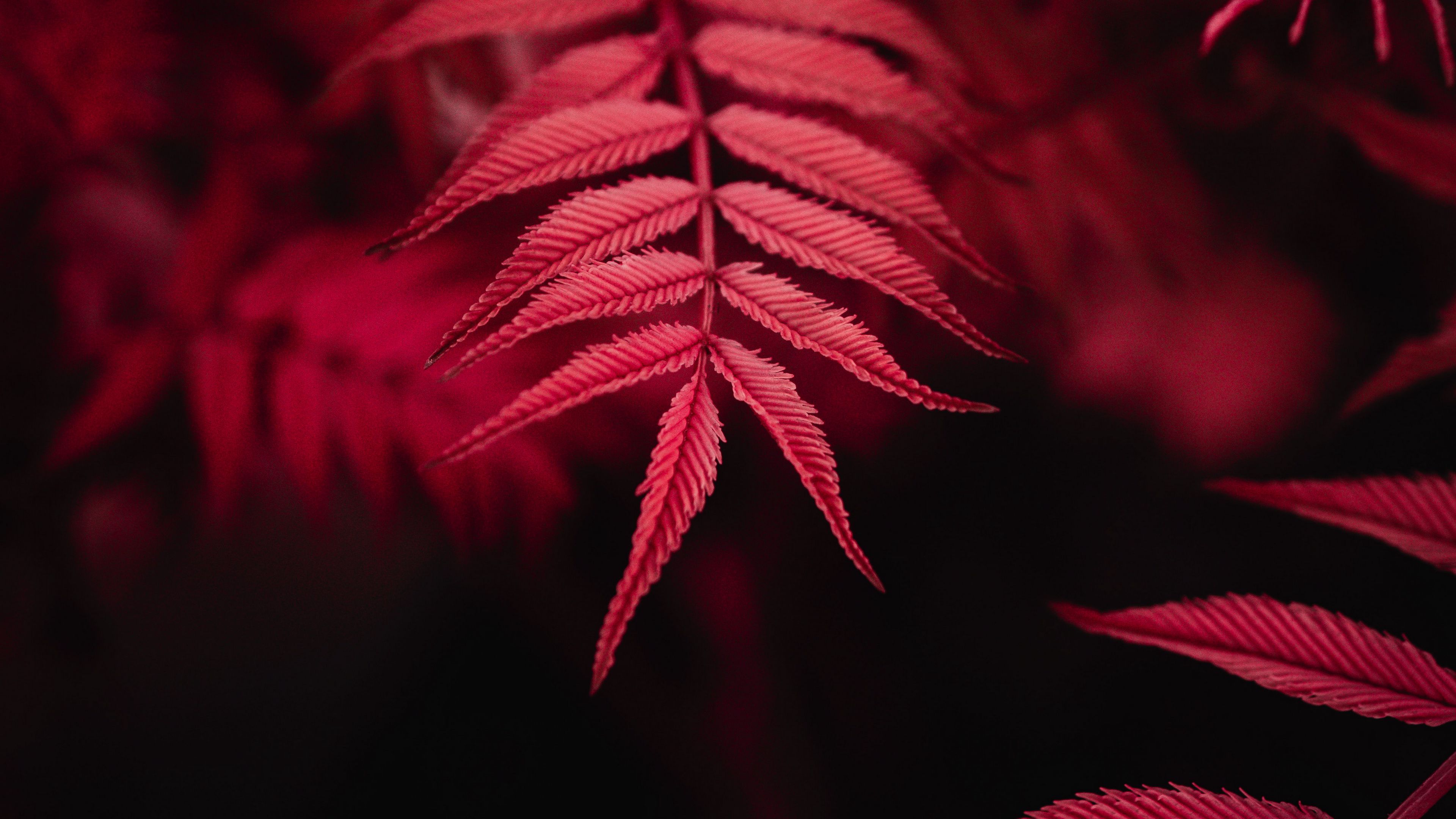 leaves, red, macro, 4k, HD Wallpaper