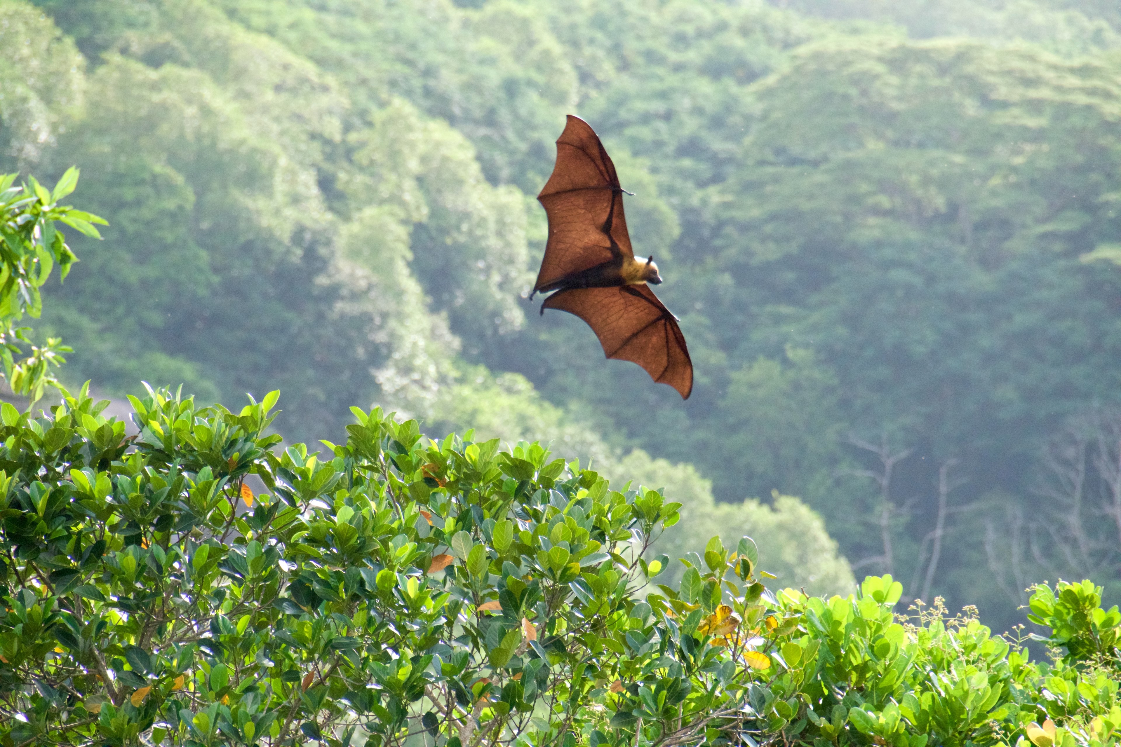 flying dog and flying fox 4k, HD Wallpaper