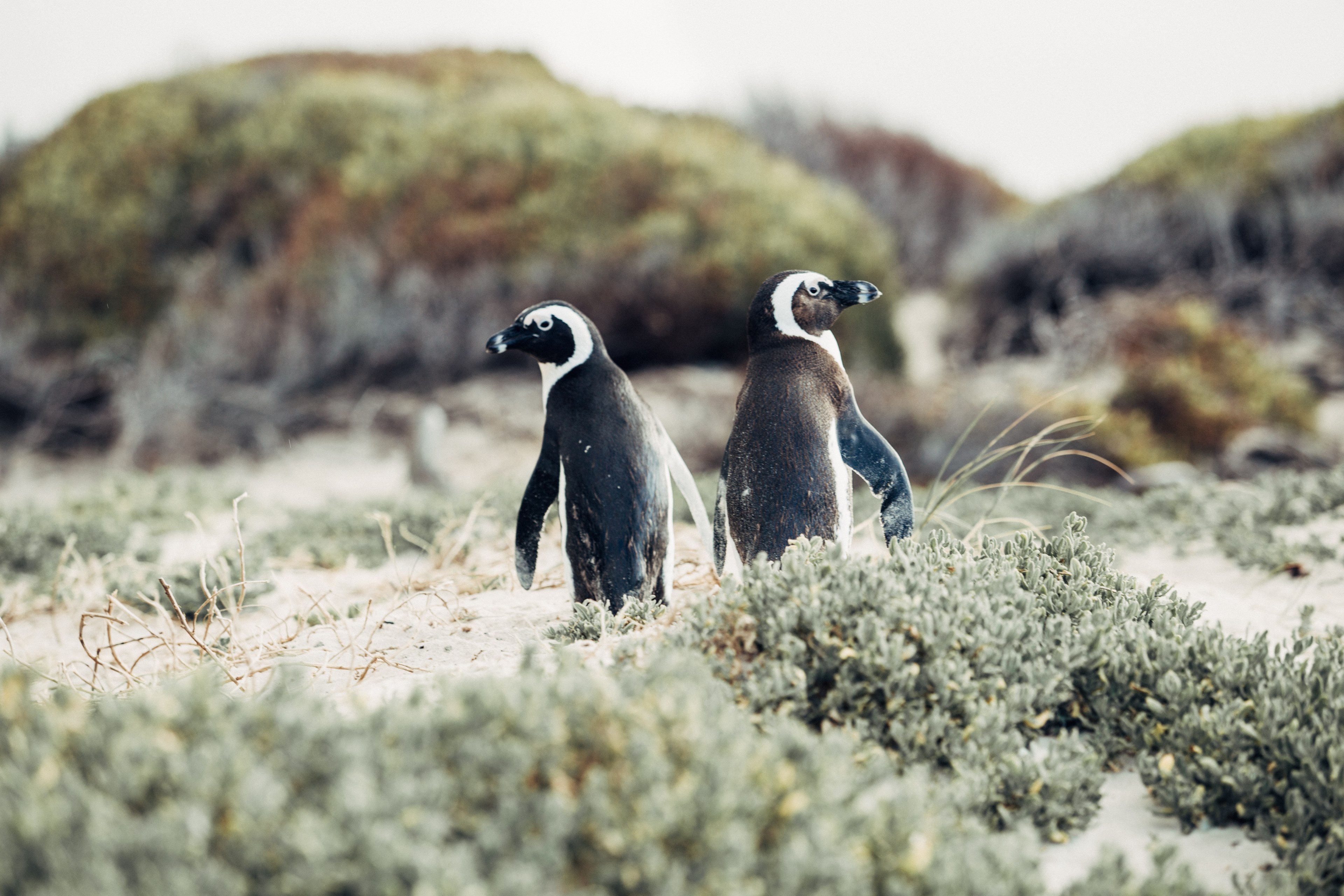 two penguins stand among plants looking in opposite directions in simons town, smile and wave boys 4k, HD Wallpaper
