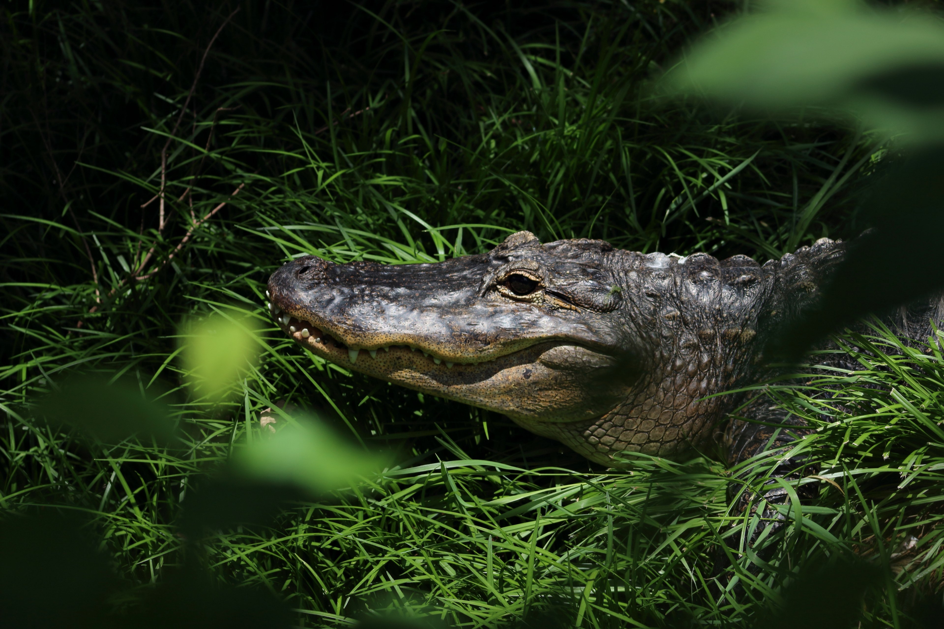 a crocodile peeking out from a grassy undergrowth, crocodile in the grass 4k, HD Wallpaper