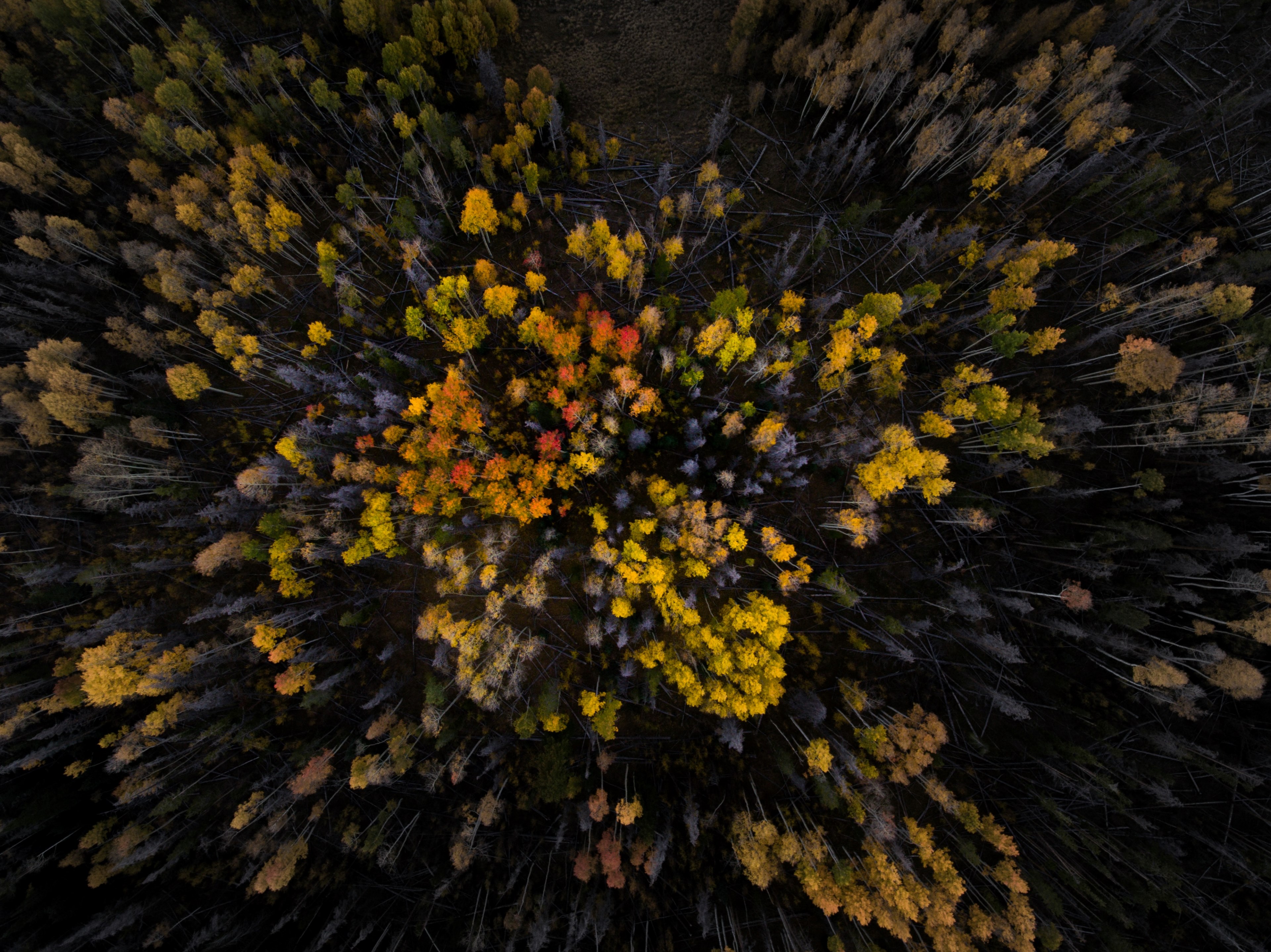 a drone shot of yellow and orange treetops in silverthorne, treetops below 4k, HD Wallpaper