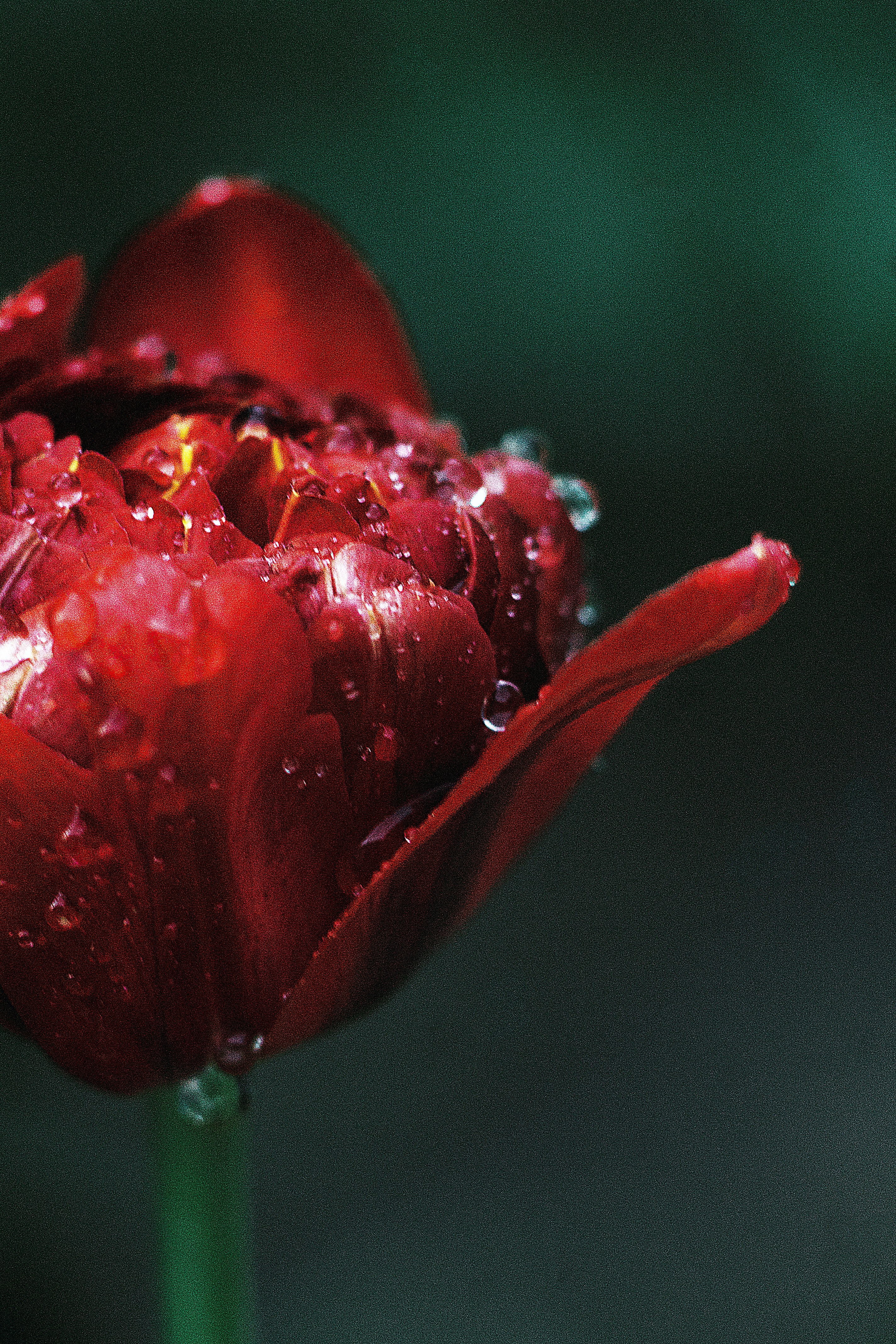 nature tulip red and flower hd, 4k, Phone HD Wallpaper