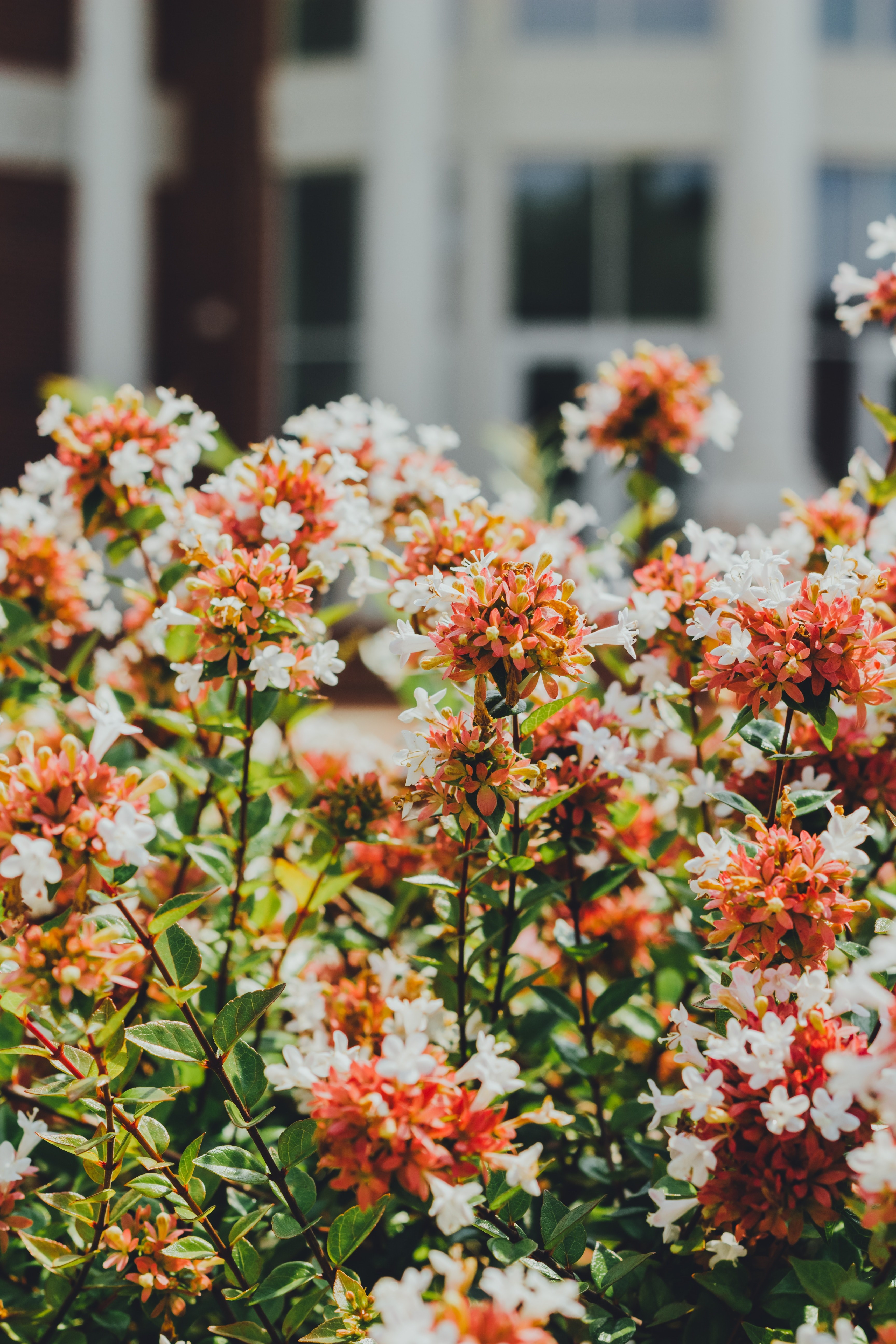 flowers faded 4k, Phone HD Wallpaper