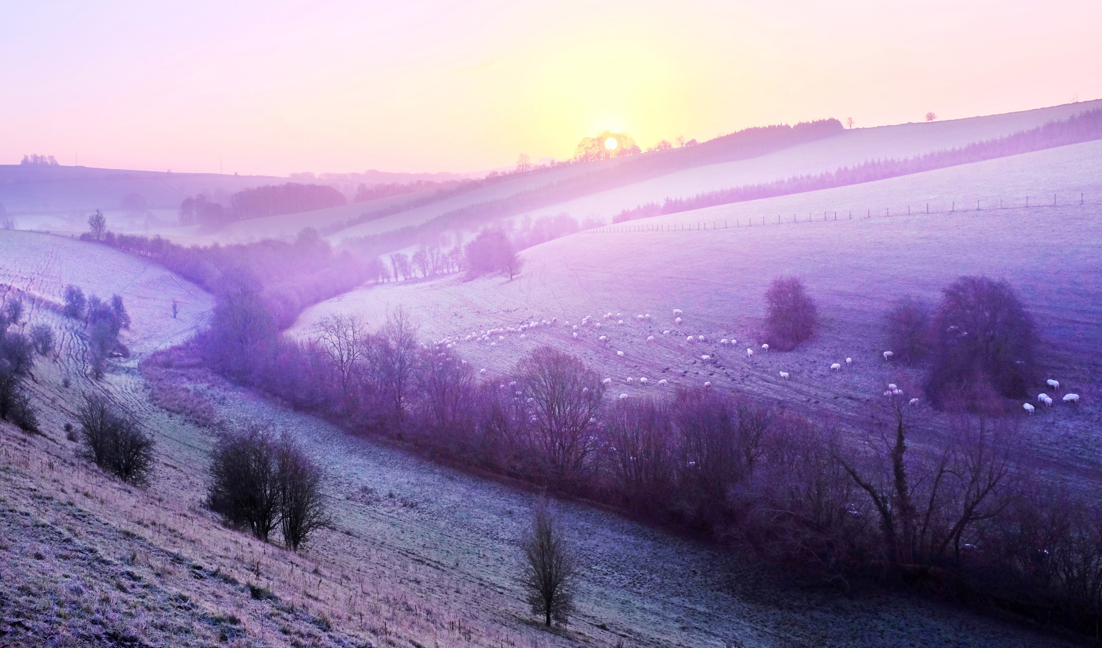 grassland pasture meadow and field 4k, HD Wallpaper