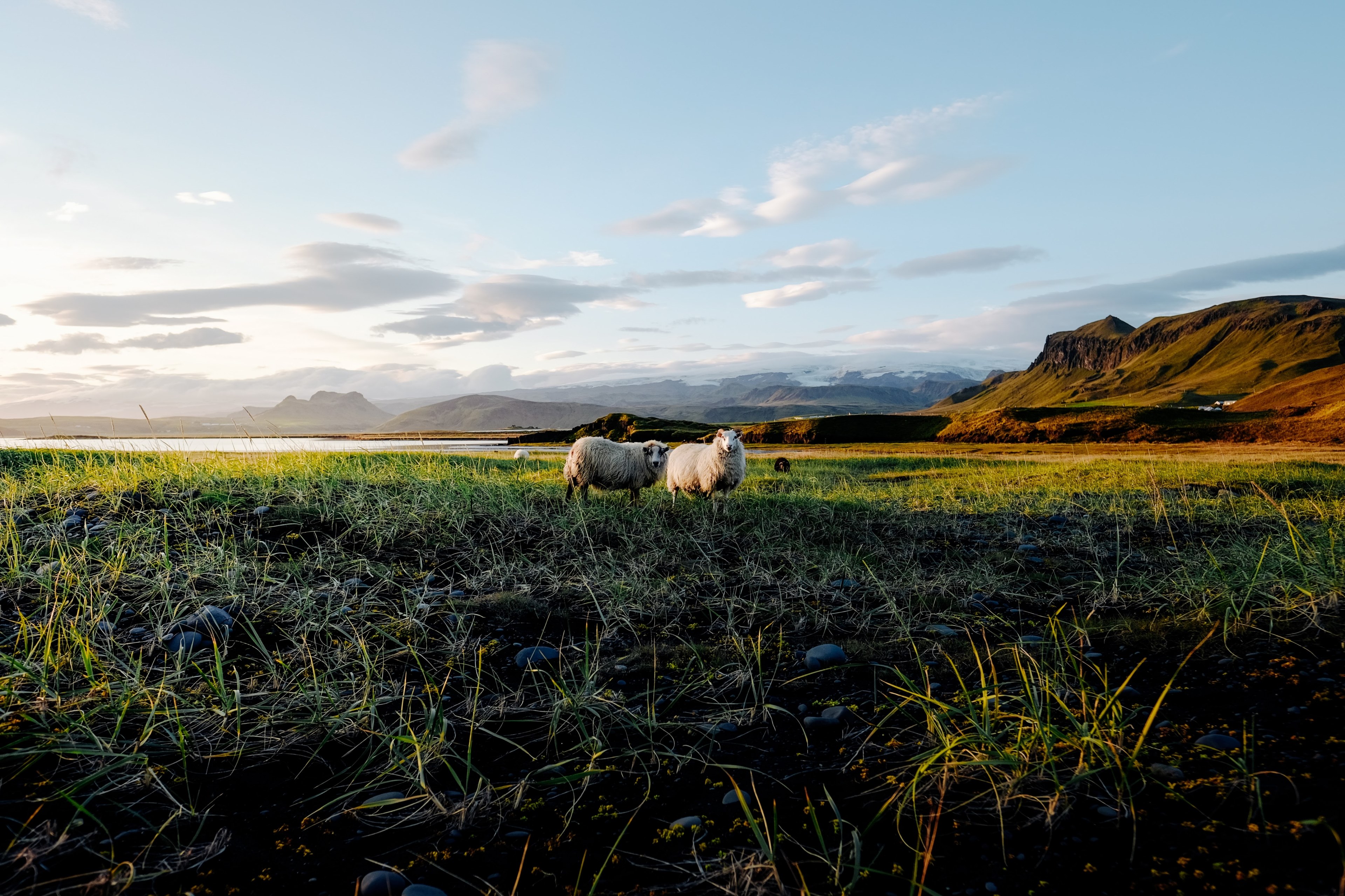 sheep are everywhere 4k, HD Wallpaper