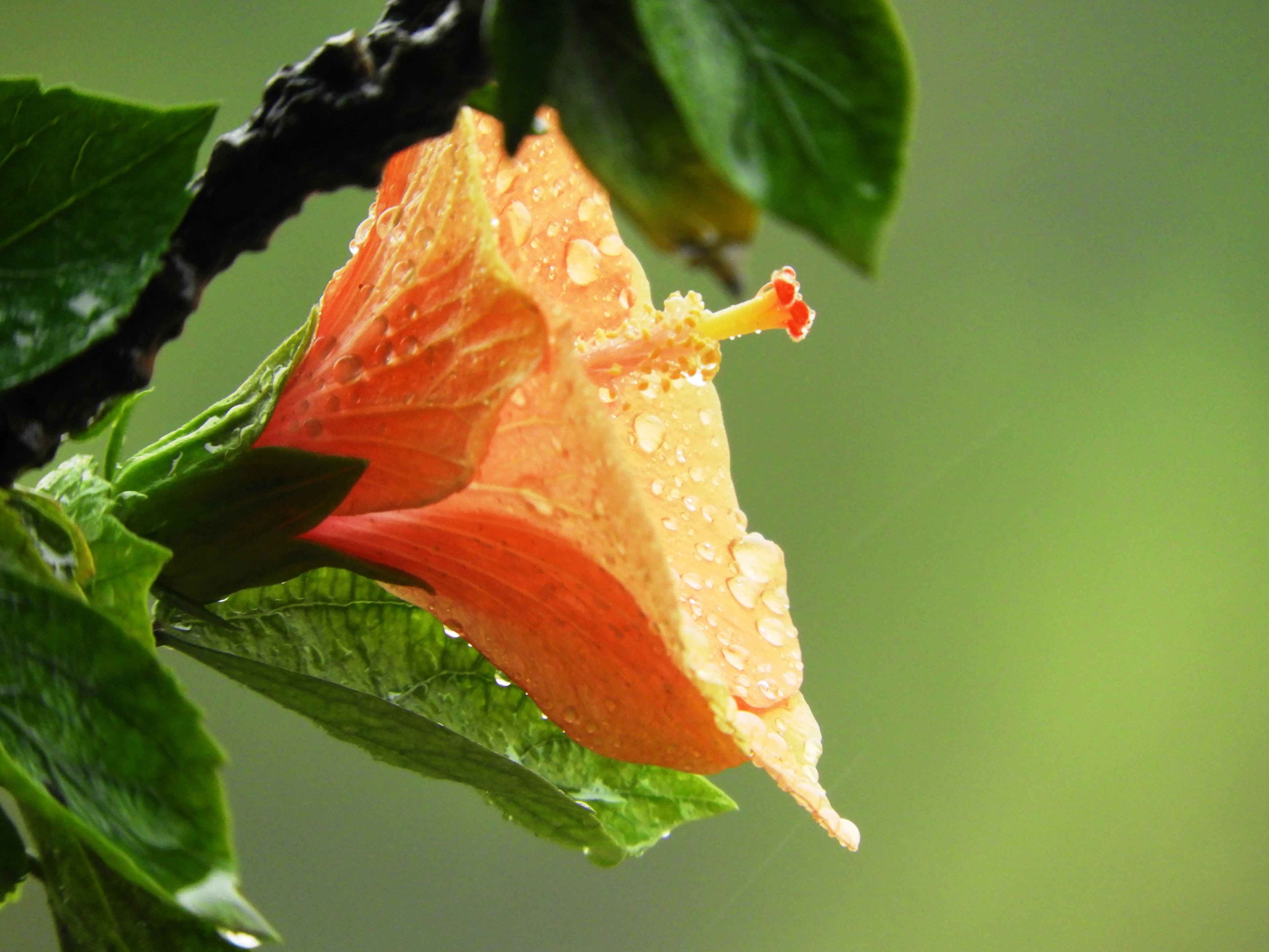 rain drenched 4k, HD Wallpaper