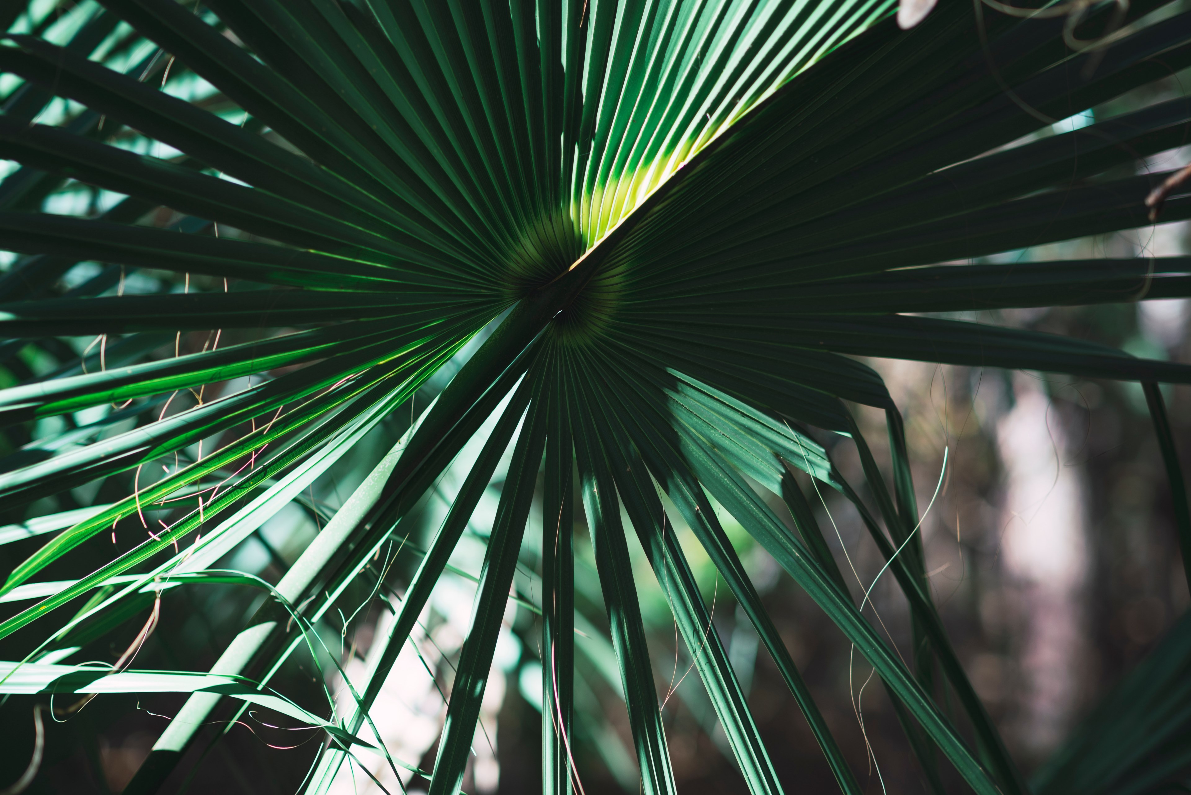 leaf plant tree and green 4k, HD Wallpaper