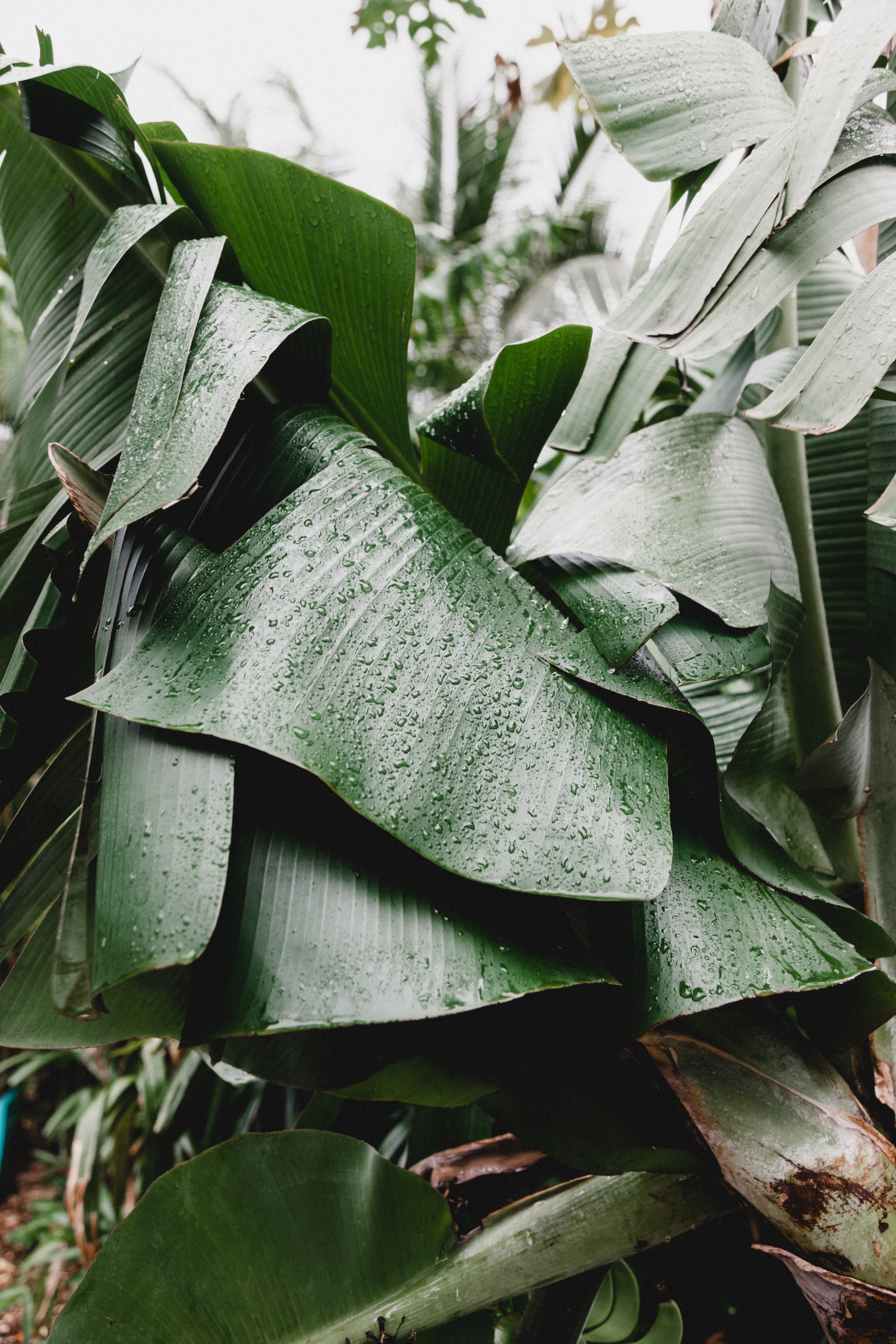 nature rain green and jungle hd, 4k, Phone HD Wallpaper