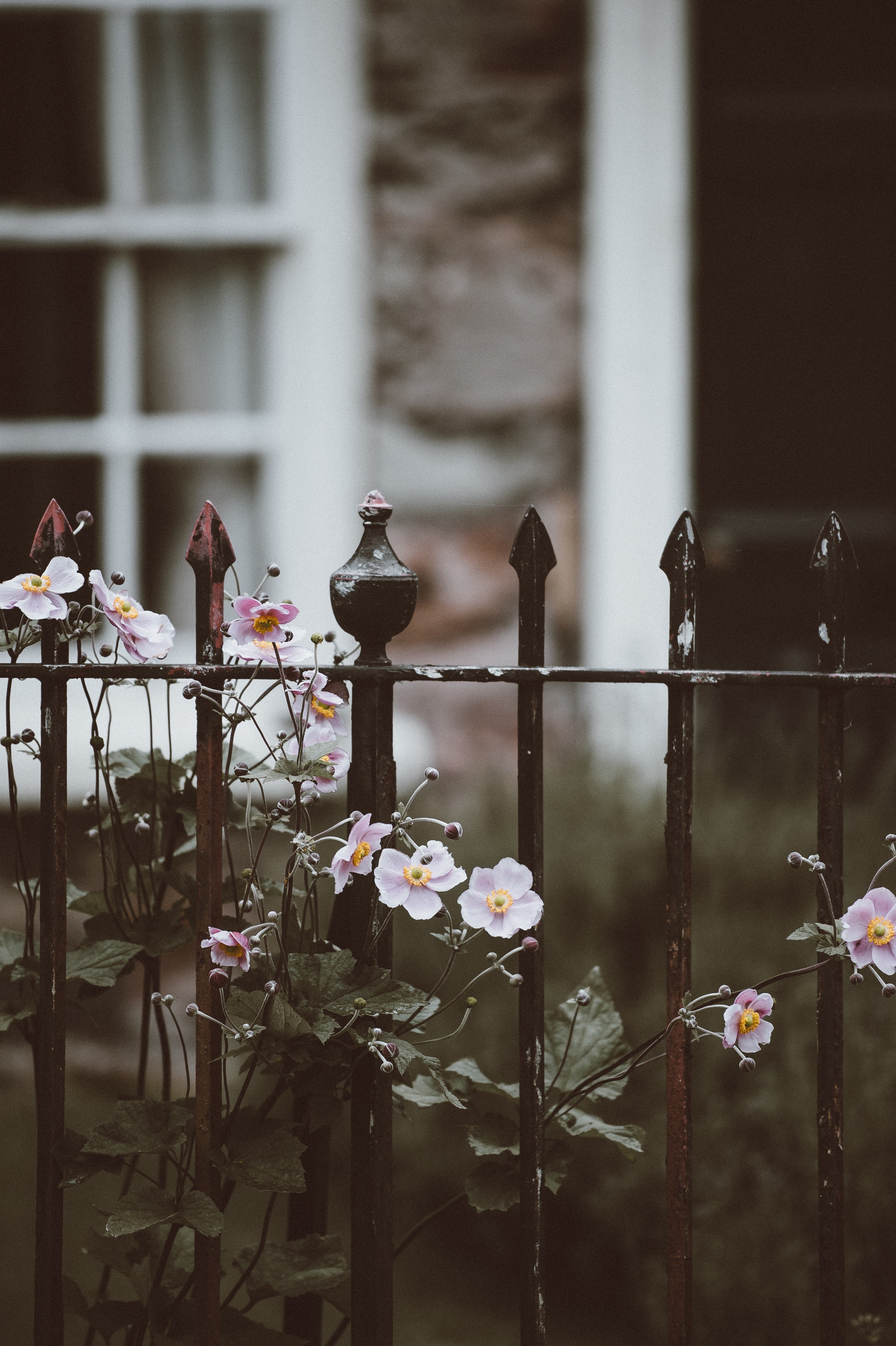 anemones and wrought iron railings 4k, Phone HD Wallpaper