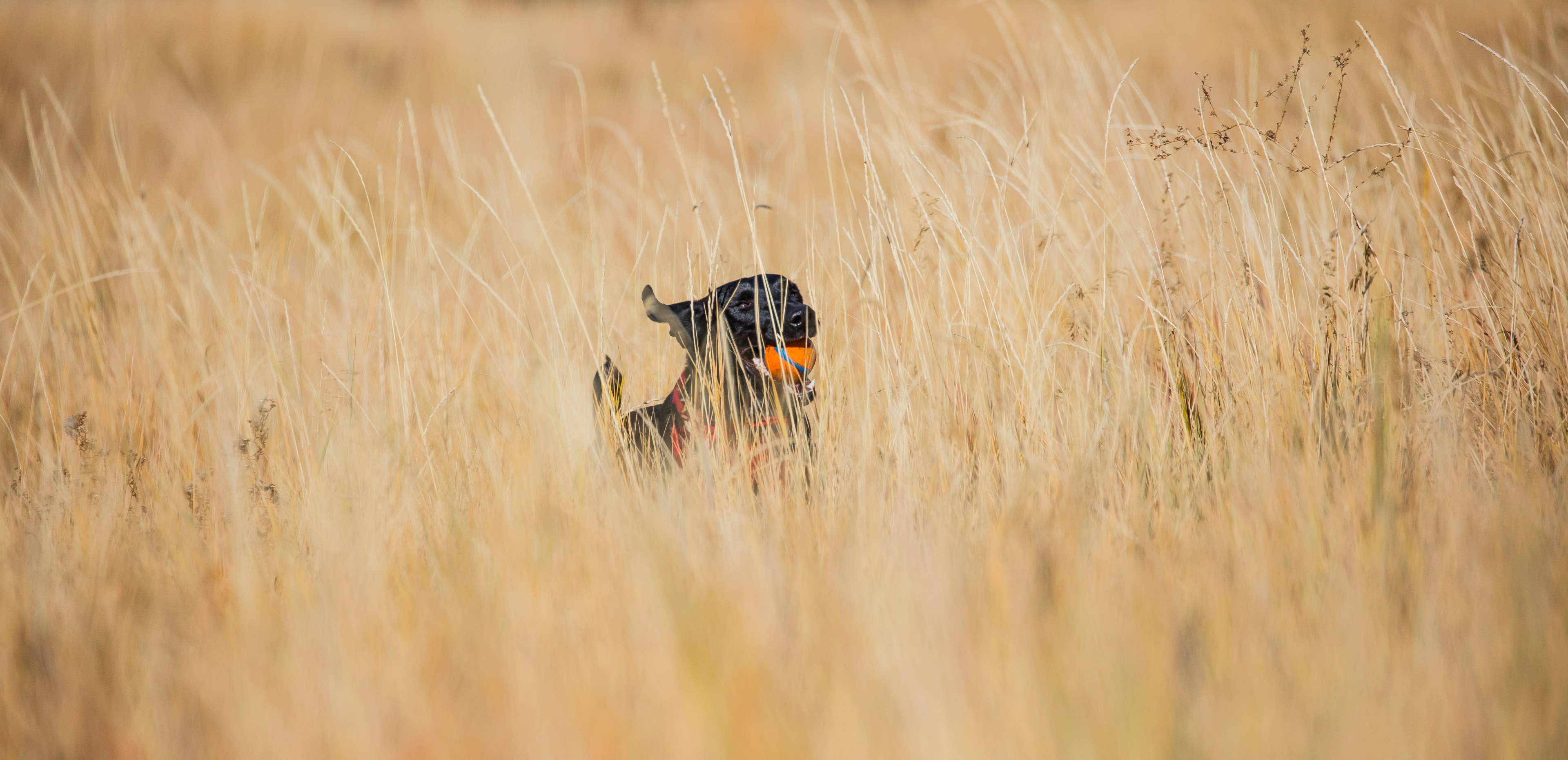 patrick hendry spit the grass 4k, HD Wallpaper