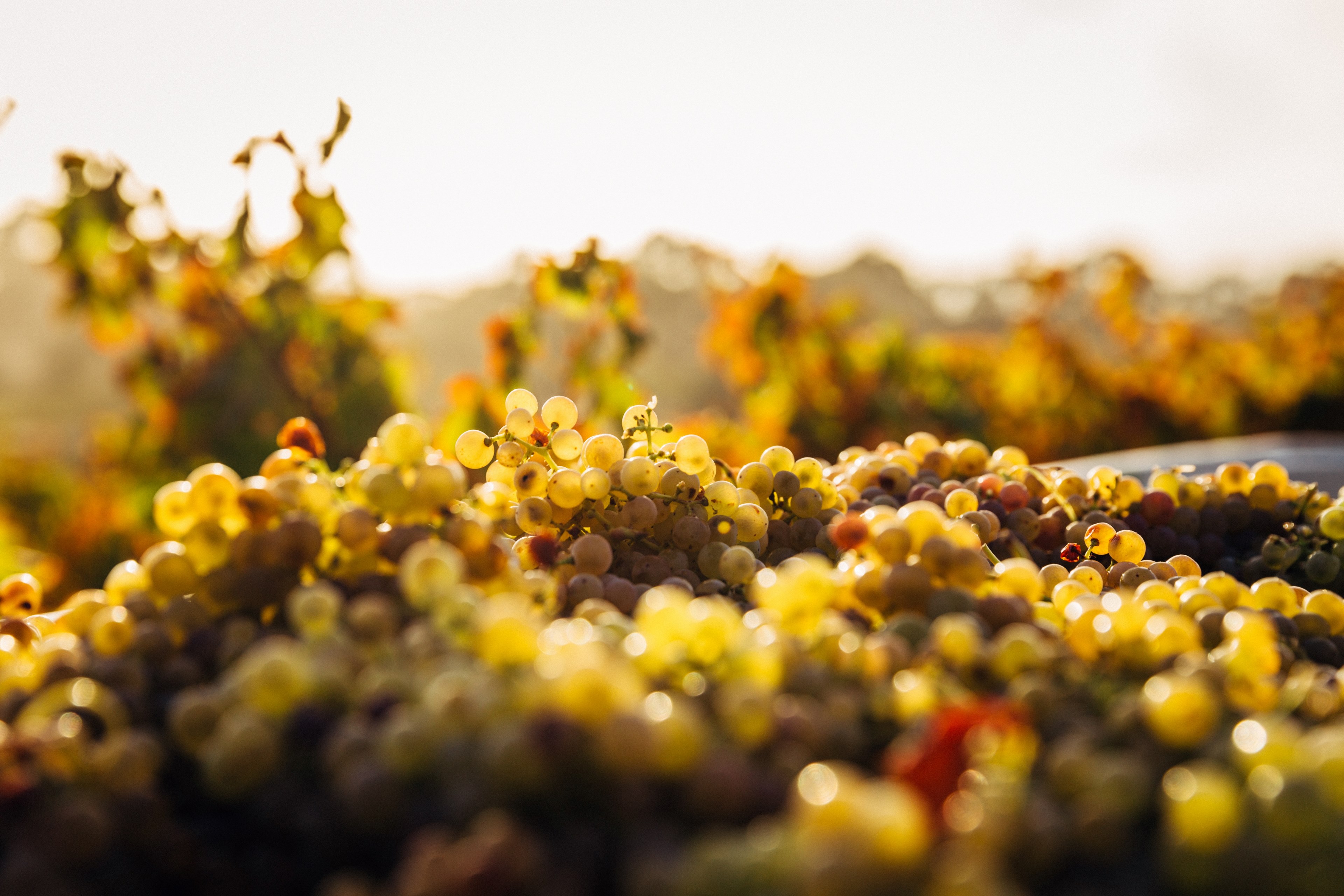 basket of freshly picked grapes in a vineyard, grapes 4k, HD Wallpaper