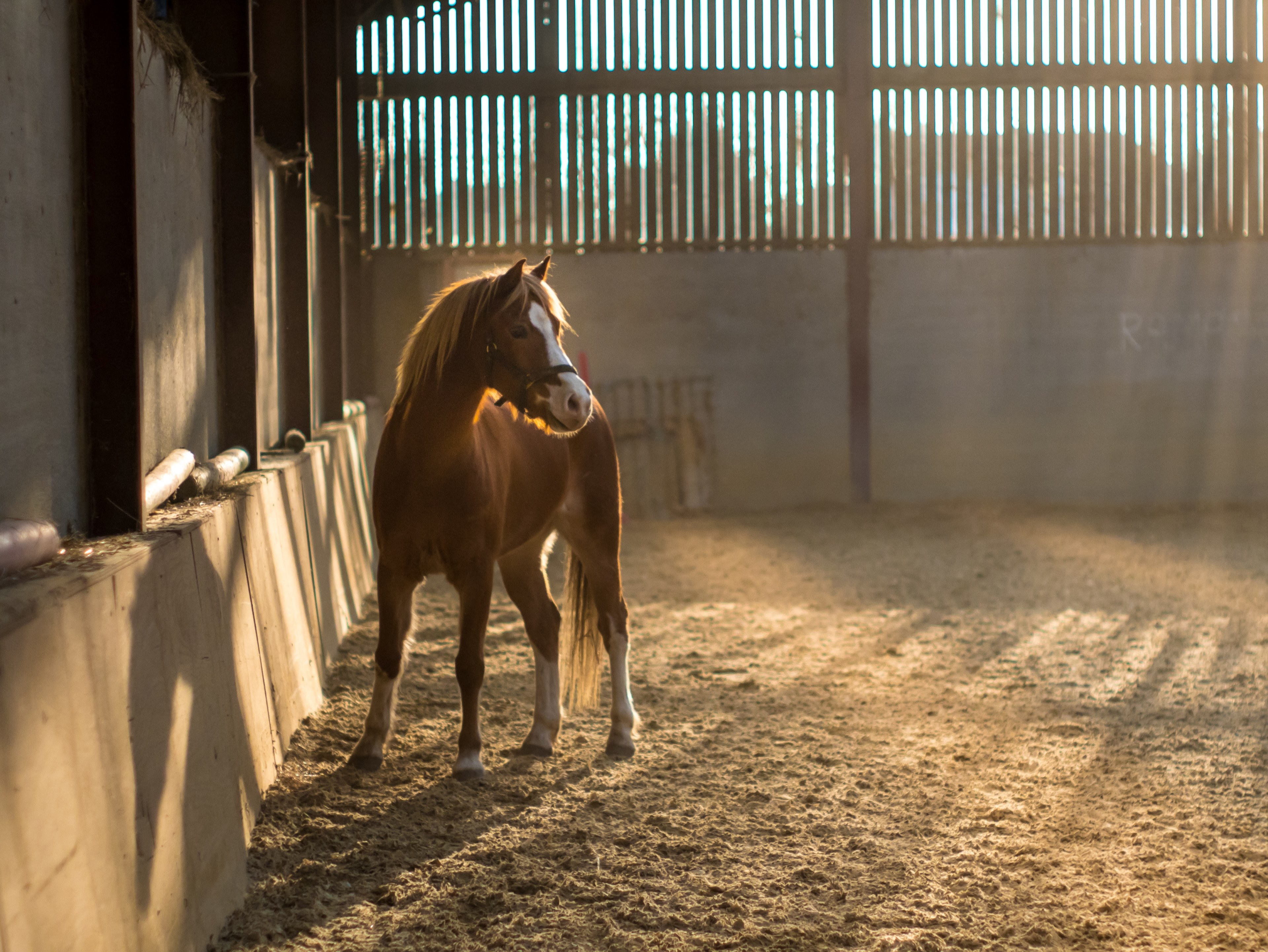 a foal with a bridle in a barn with sun shining through gaps in the wooden wall, glowing poney 4k, HD Wallpaper