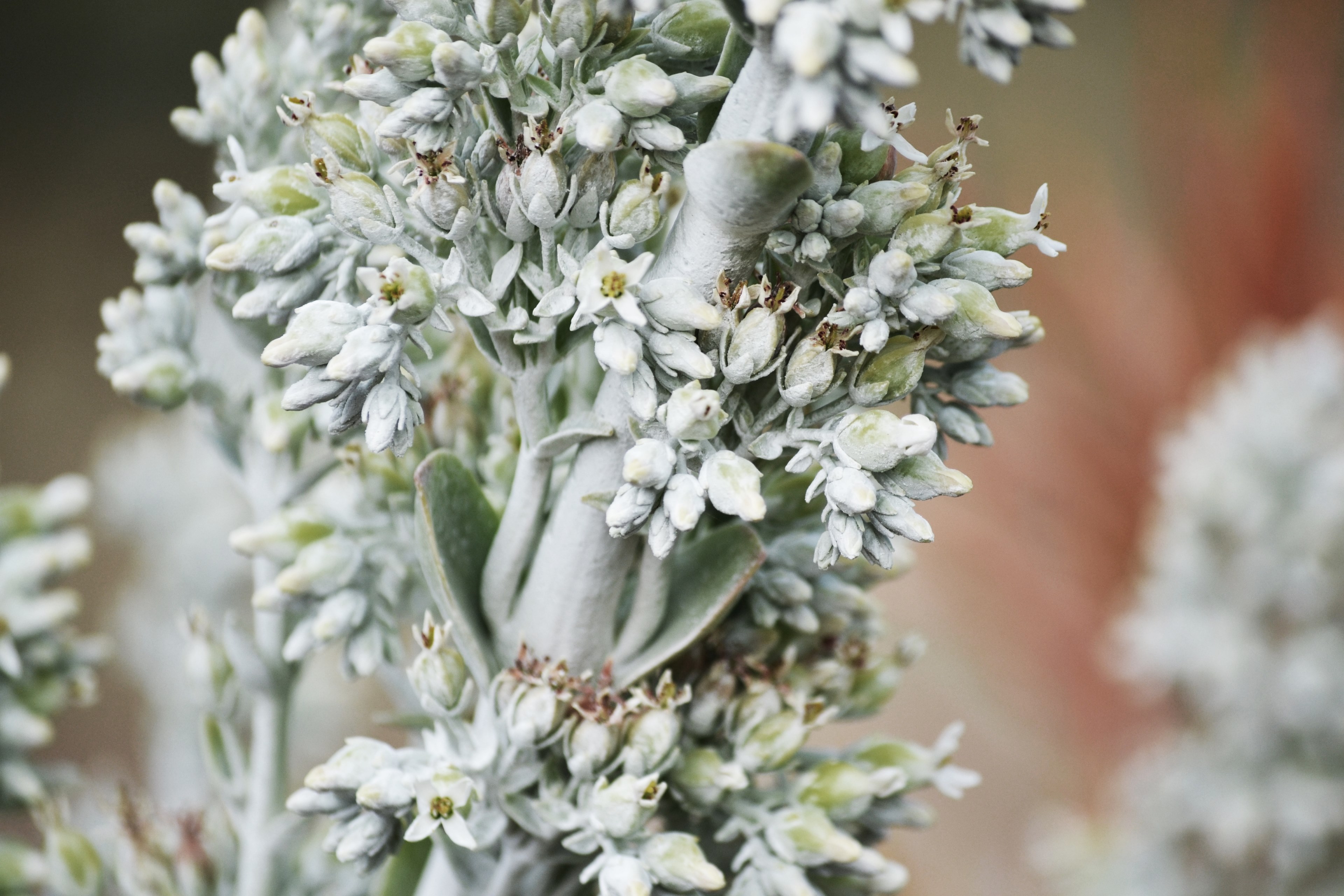 a thick white stem with small budding flowers, white stem with white flowers 4k, HD Wallpaper