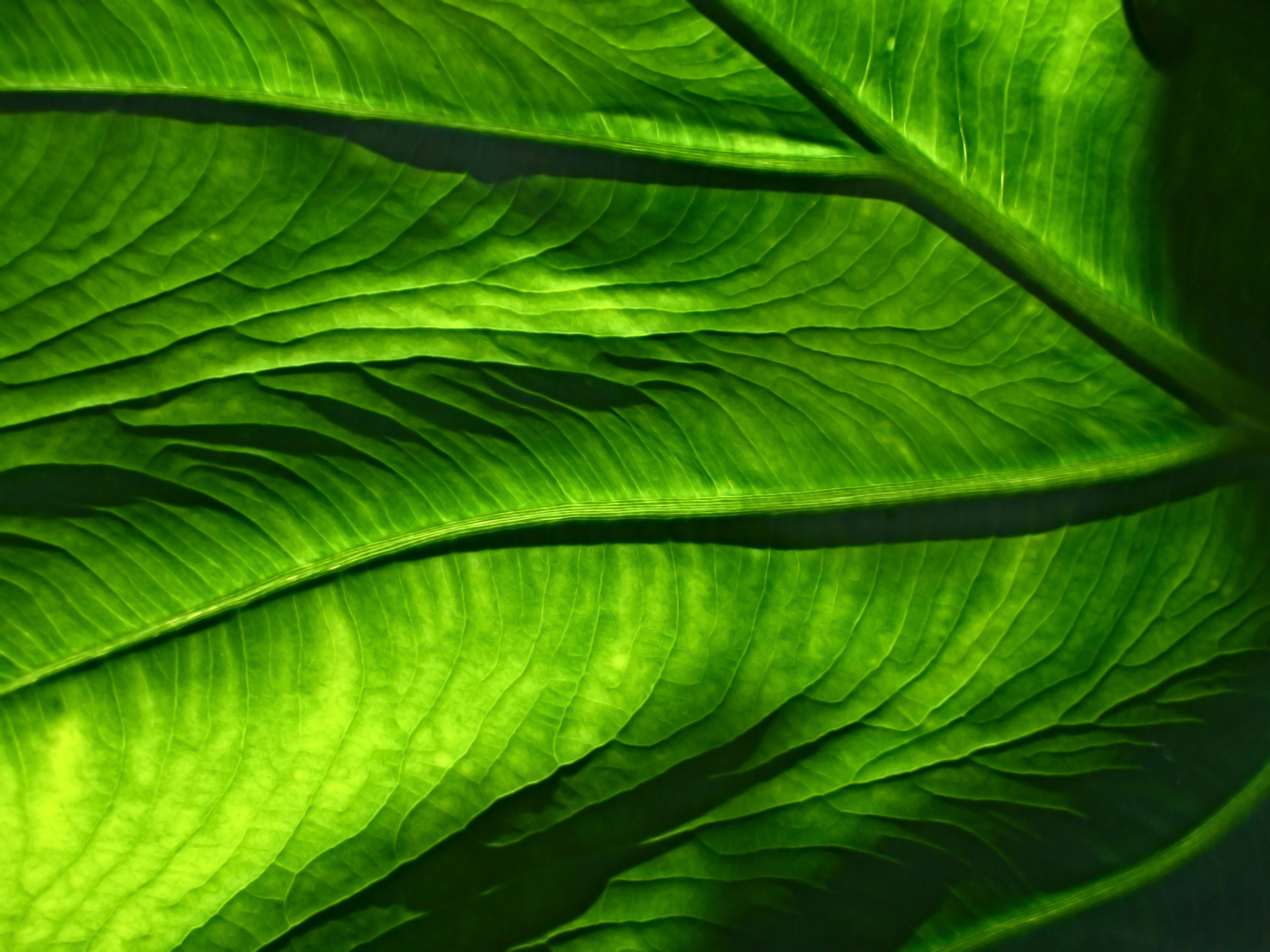 a macro shot of the veiny translucent surface of a green leaf, translucent leaf in macro 4k, HD Wallpaper