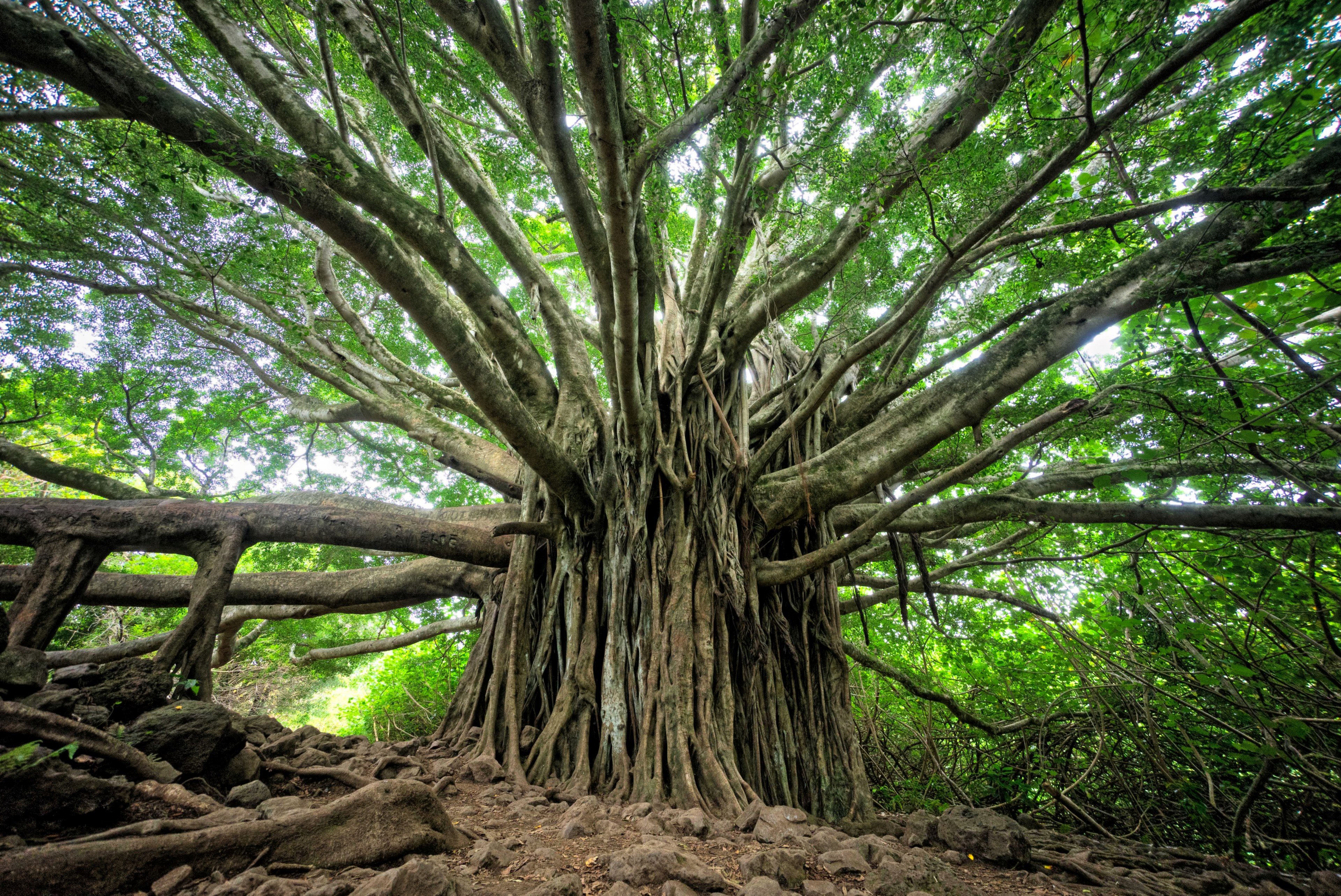 tree branch trunk and branches 4k, HD Wallpaper