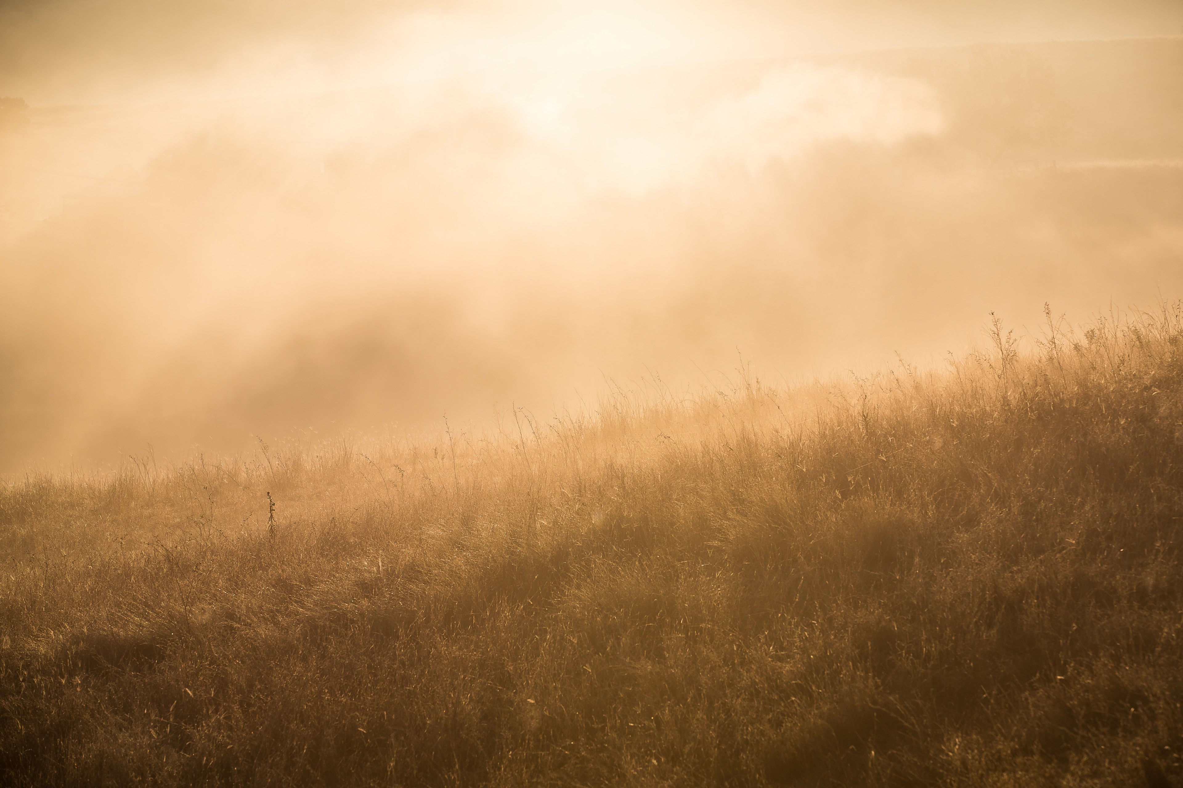 meadow with thick grass in the morning at sunrise in spring, sunrise meadow spring 4k, HD Wallpaper