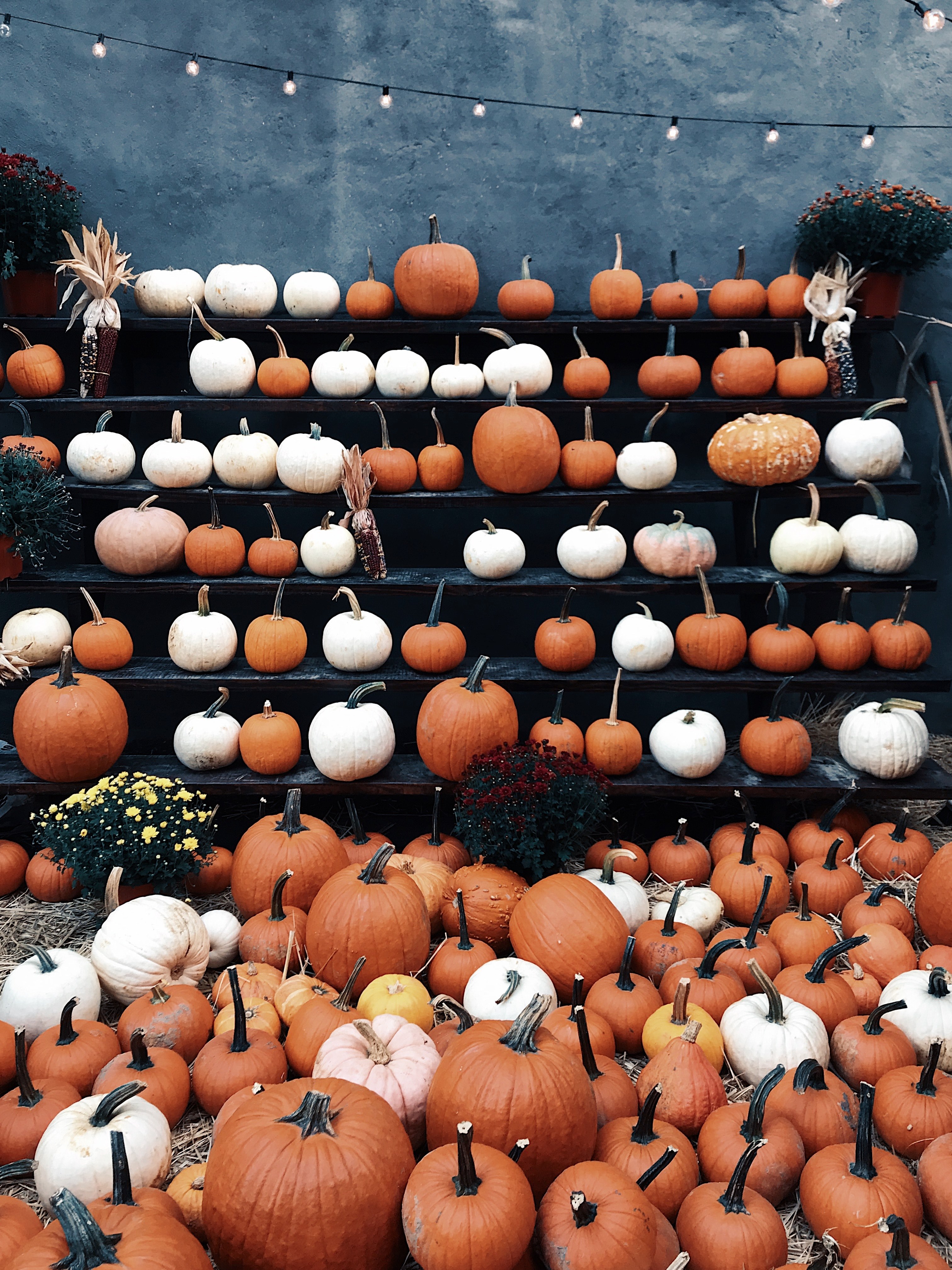 pumpkin pumpkin patch jack o lantern and gourd hd, 4k, Phone HD Wallpaper