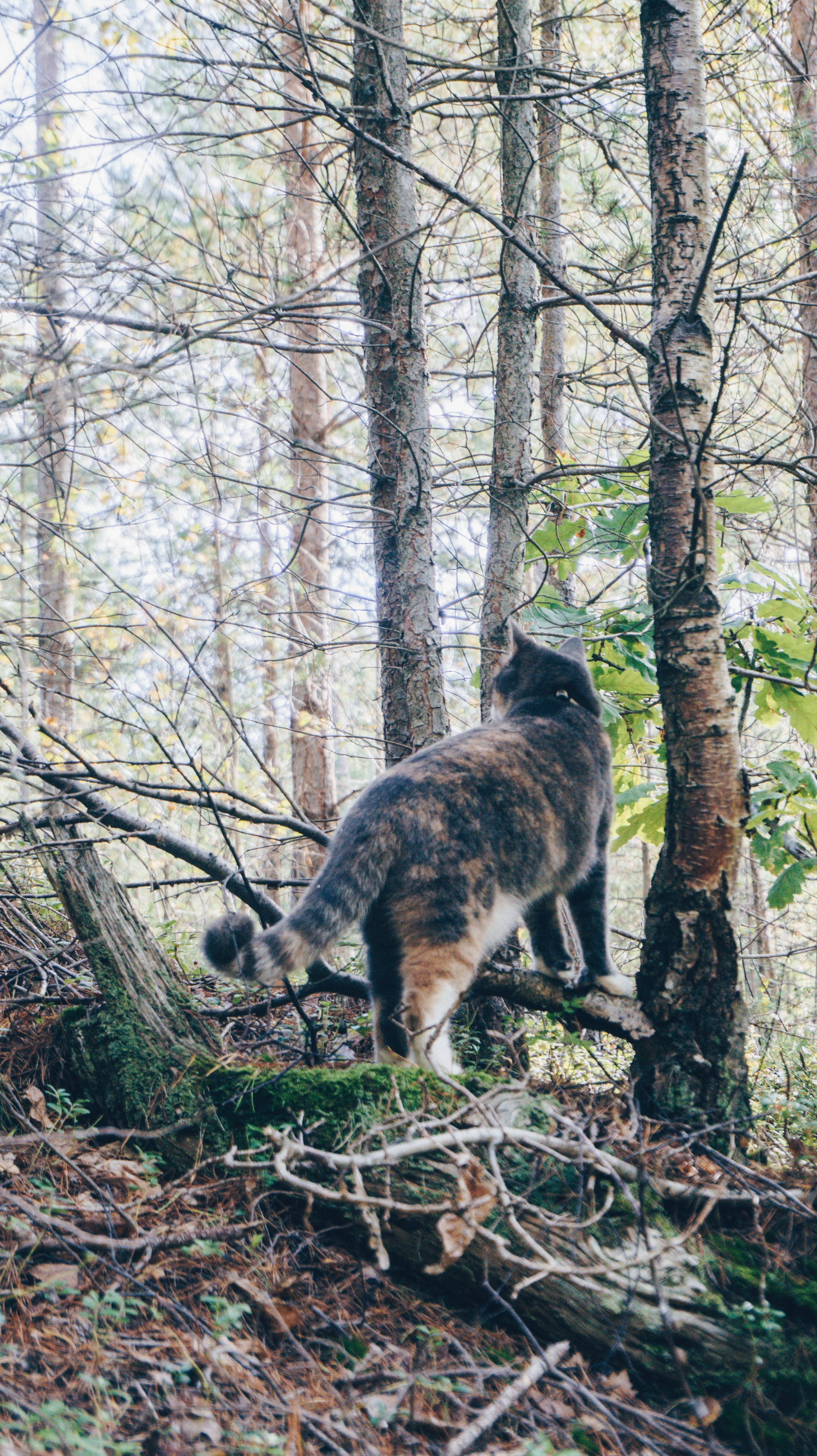 norge norway lion king and kitten hd, 4k, Phone HD Wallpaper
