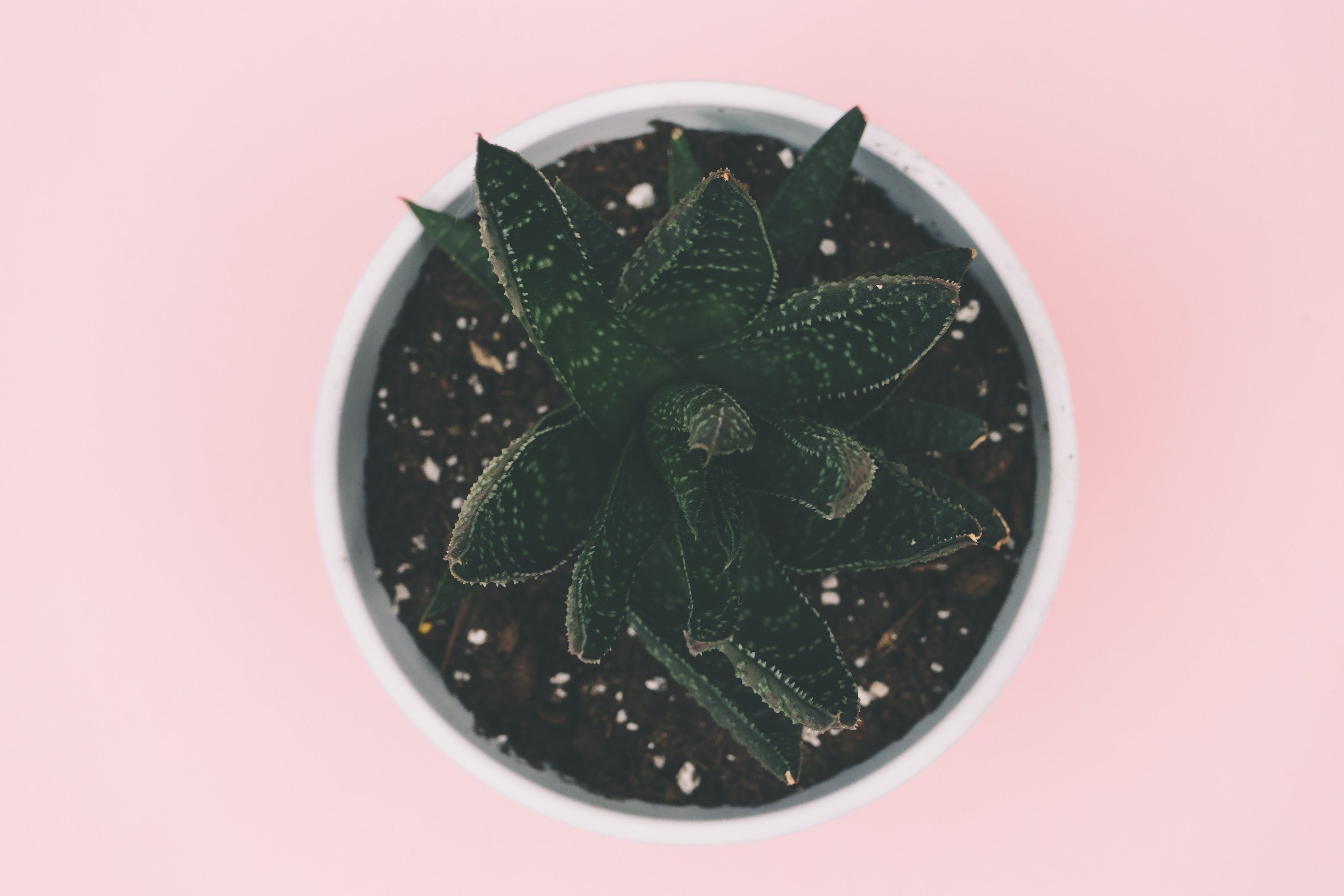 succulent plant pot and soil 4k, HD Wallpaper