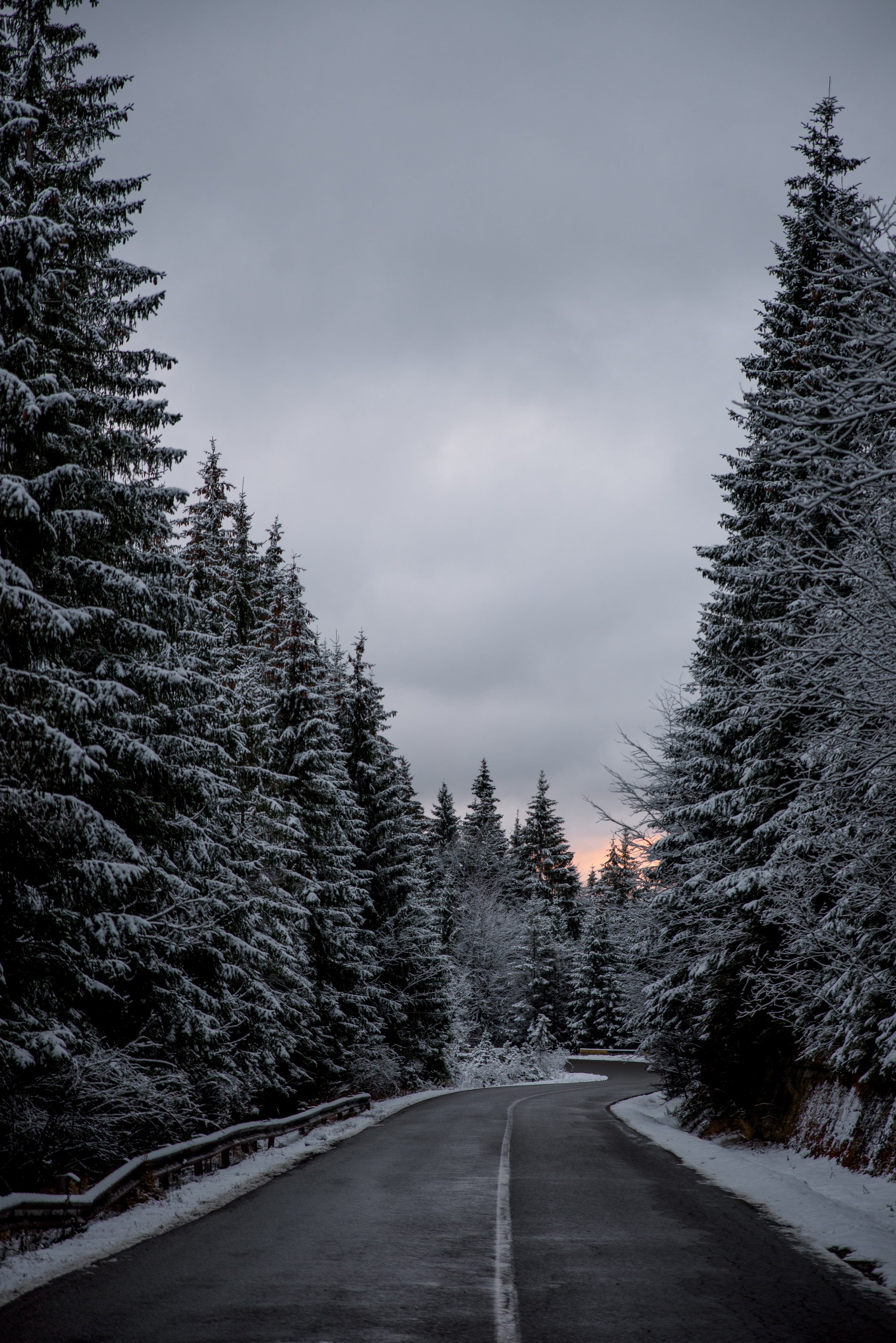tree woodland forest and snow hd, 4k, Phone HD Wallpaper