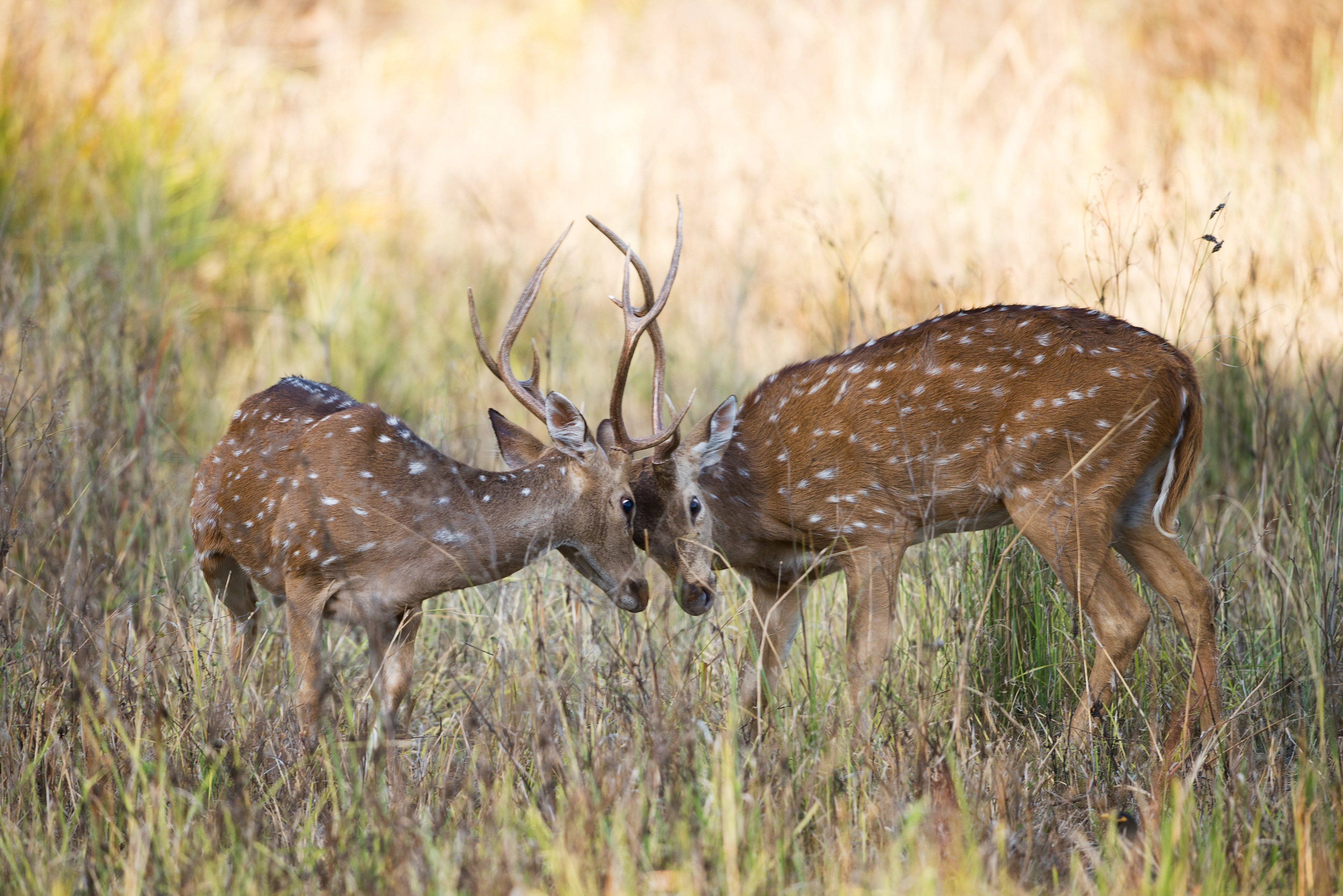 two dear mating fight 4k, HD Wallpaper