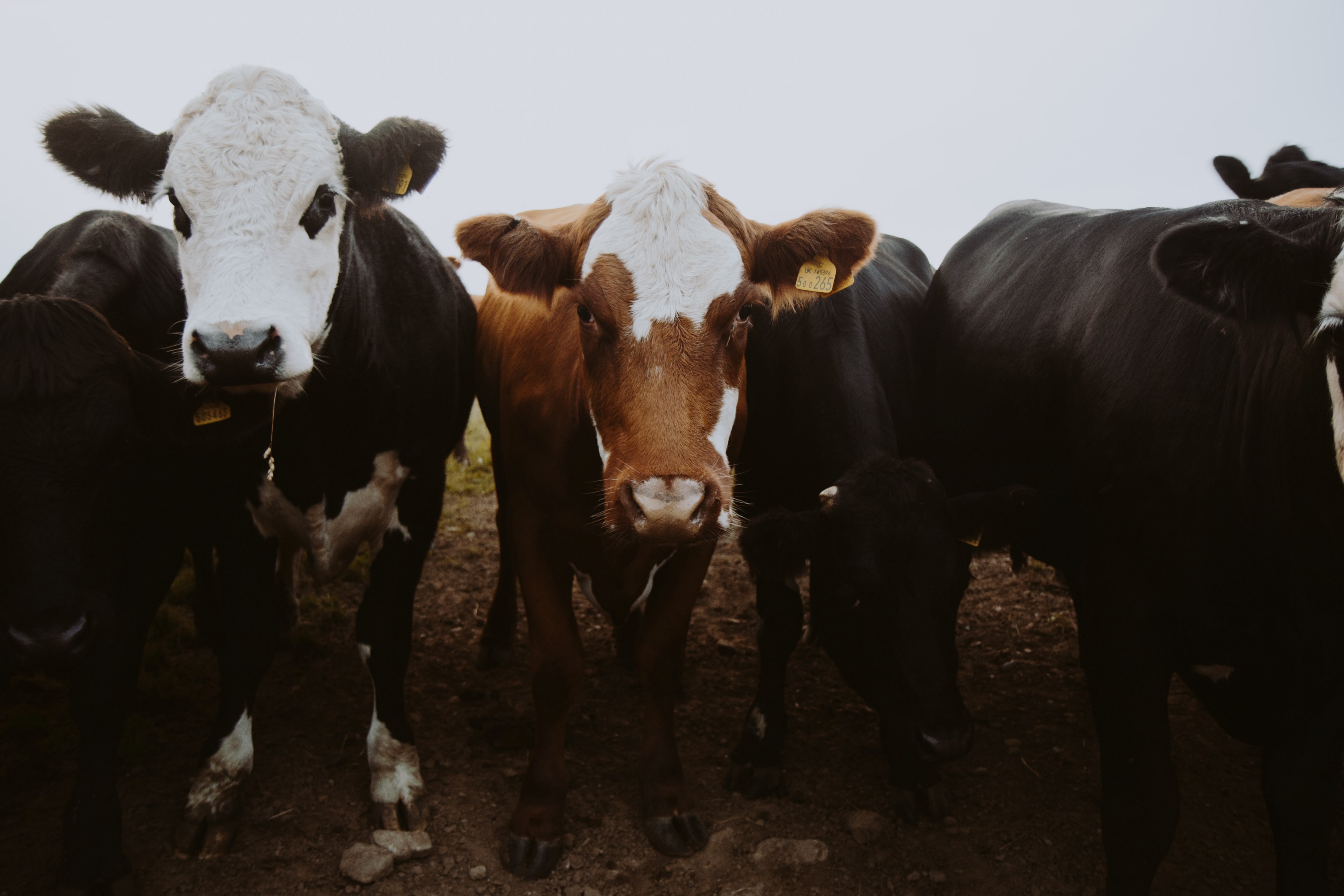 a herd of brown and white cows outdoors in a pasture, herd of cows 4k, HD Wallpaper
