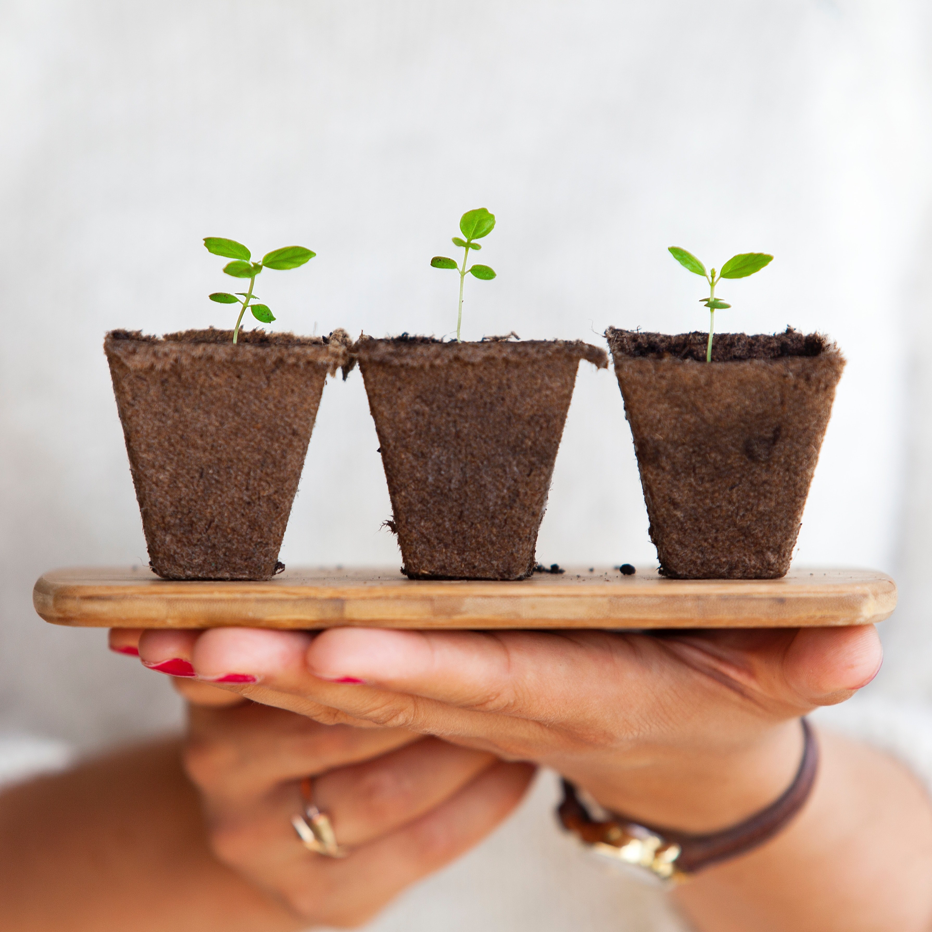 a person holding a wooden board with three small plants taken out of their pots, replanting small plants 4k, HD Wallpaper