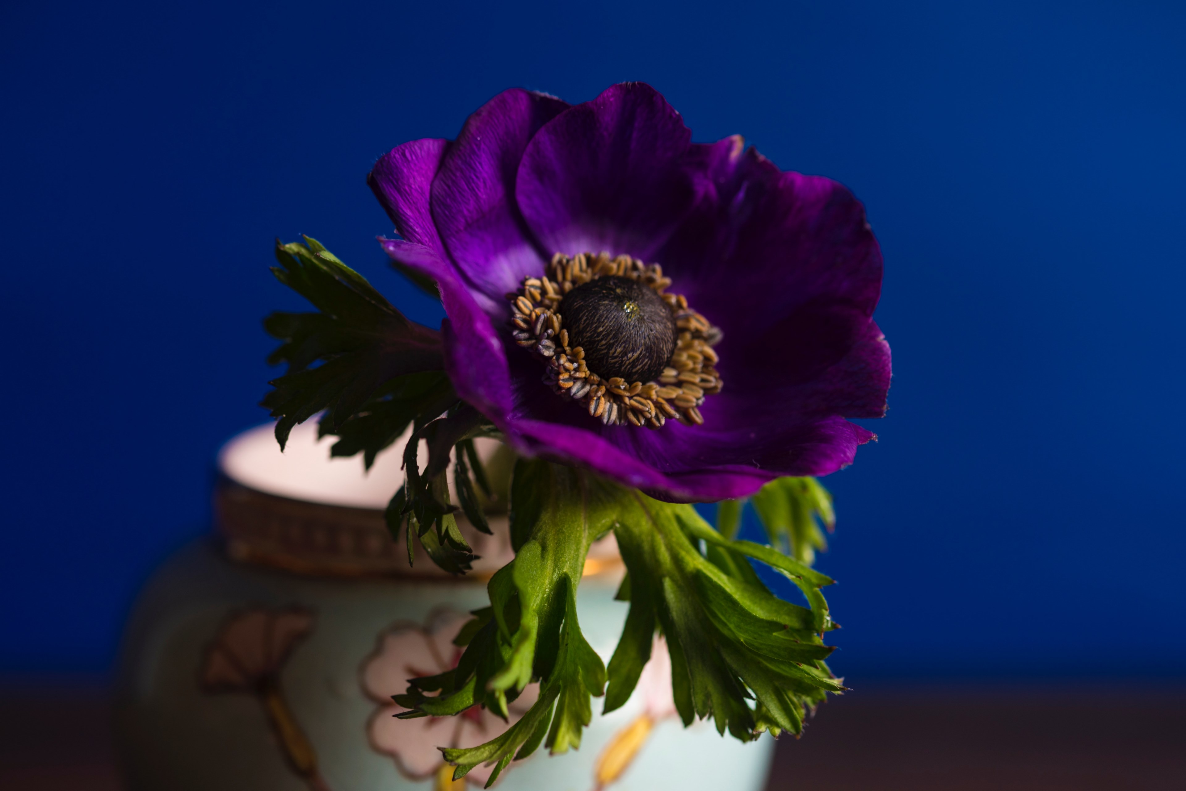 close up of a dark purple flower in a floral vase, purple flower in a vase 4k, HD Wallpaper