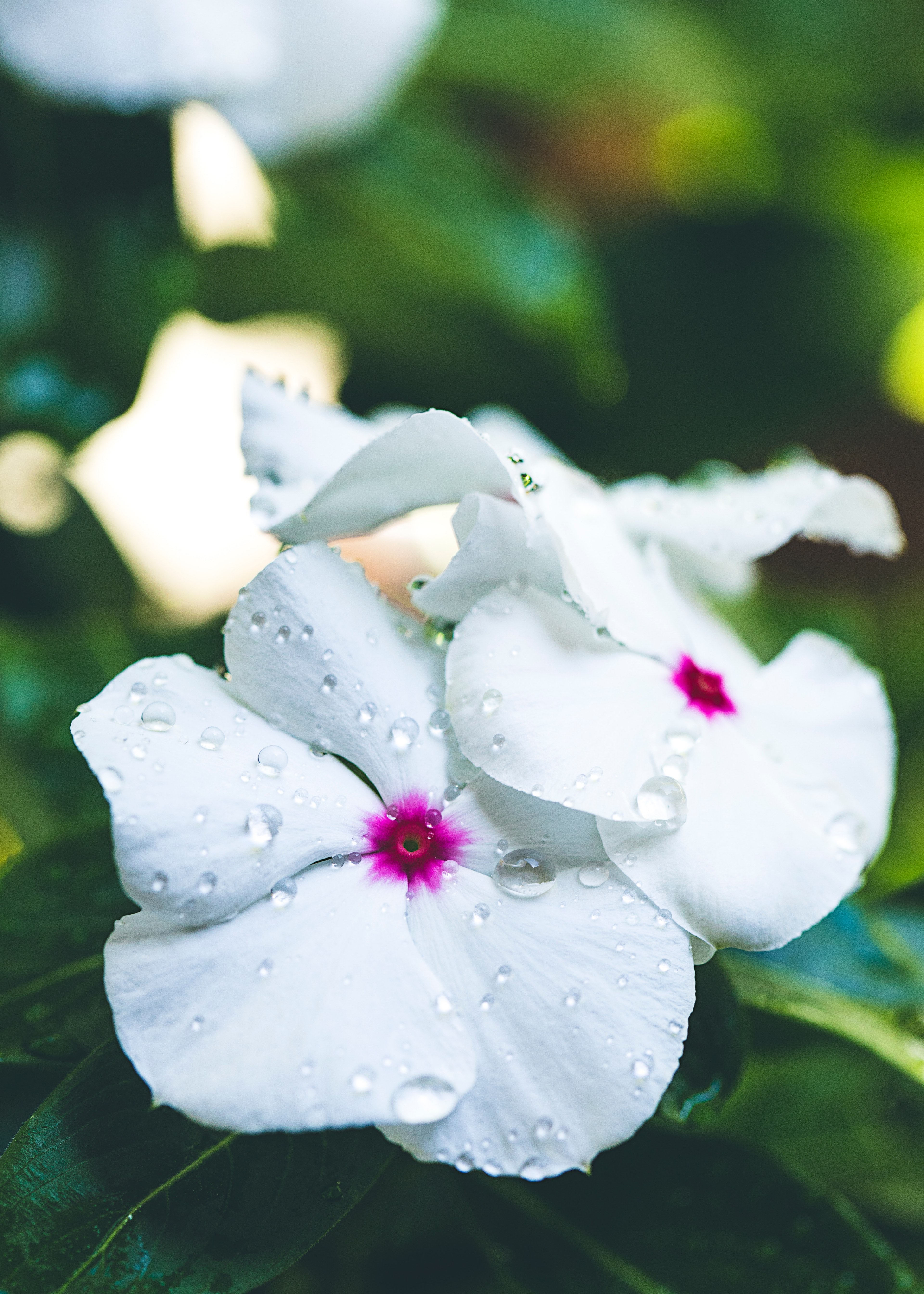 white flowers with pink details wet with drops of dew, petal drop 4k, Phone HD Wallpaper