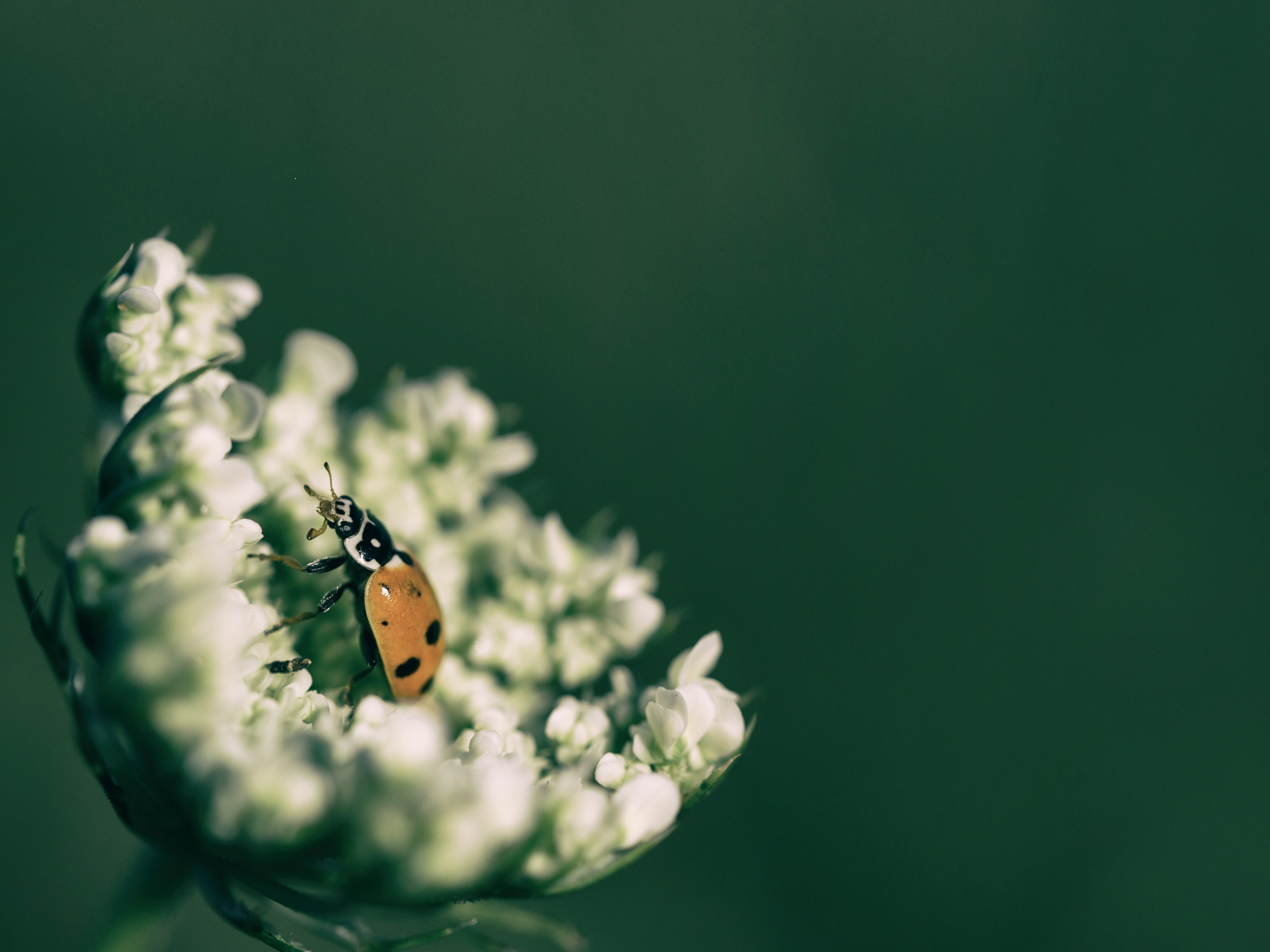 ladybird macro insect and flower 4k, HD Wallpaper
