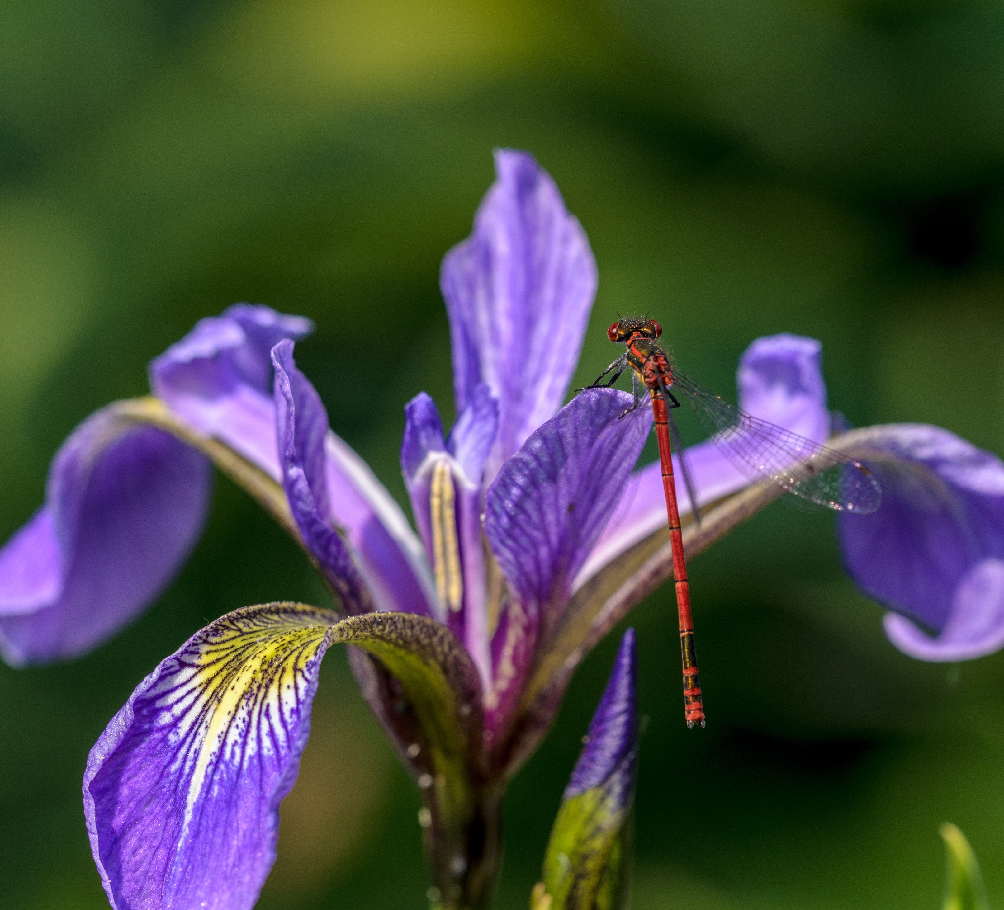 closeup macro nature and spring 4k, HD Wallpaper