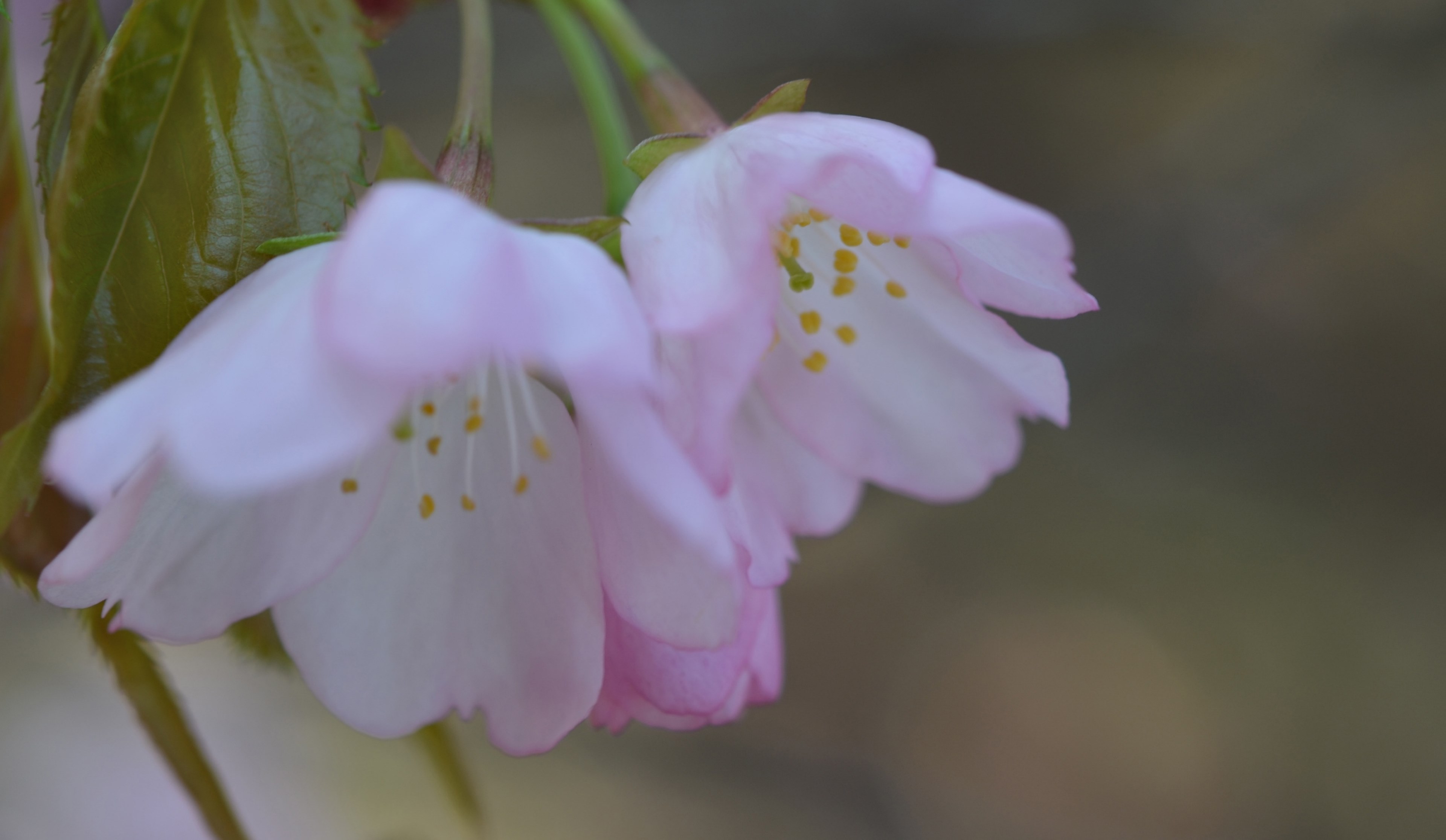pistil staman pink flower and macro 4k, HD Wallpaper