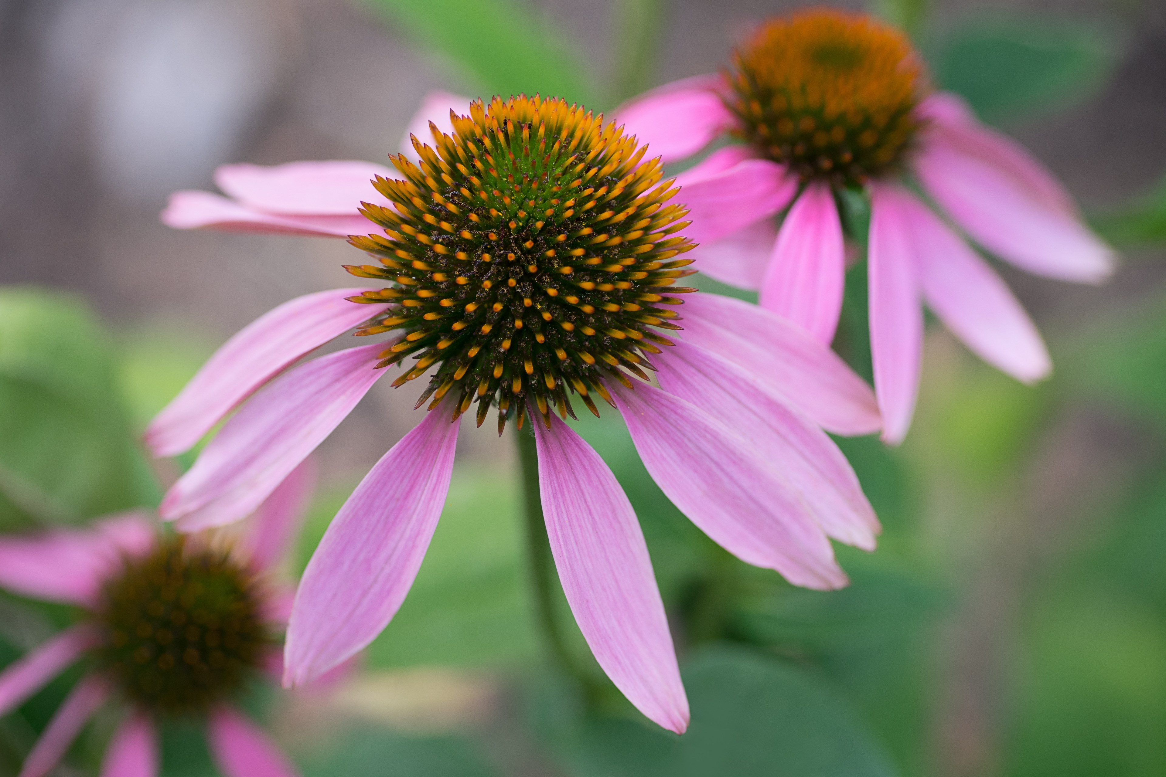 nature floral petal and pink 4k, HD Wallpaper