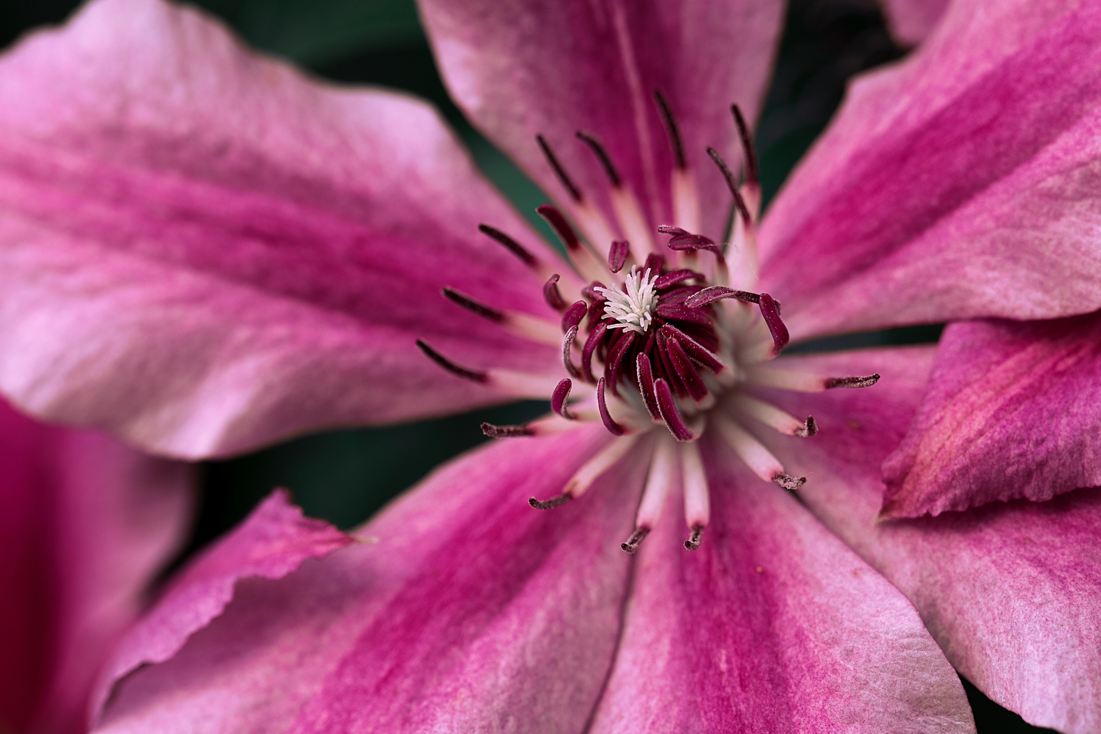 a macro shot of the inside of a deep pink flower, flower 4k, HD Wallpaper