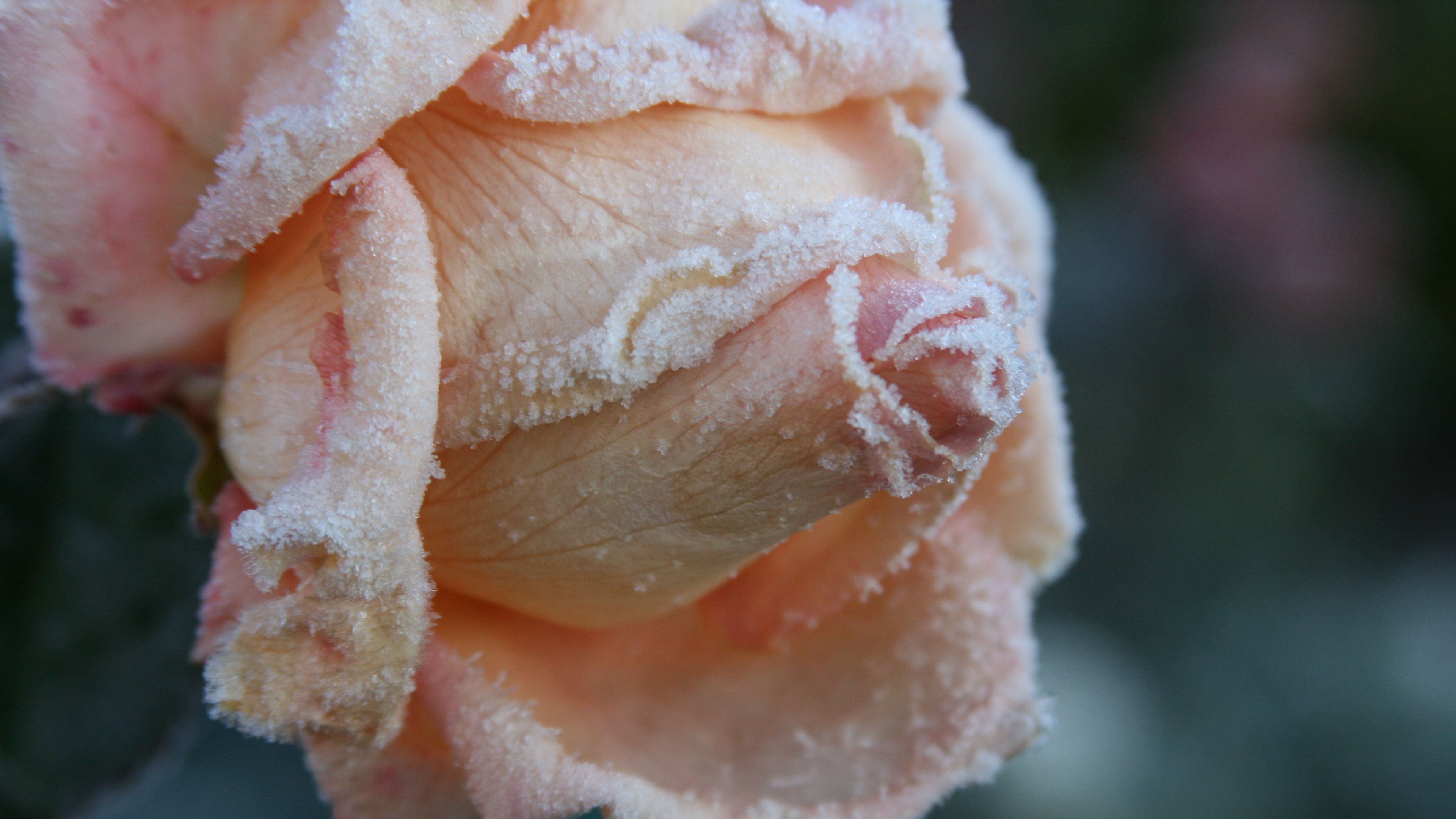 rose, frost, petals, bud, 4k, HD Wallpaper