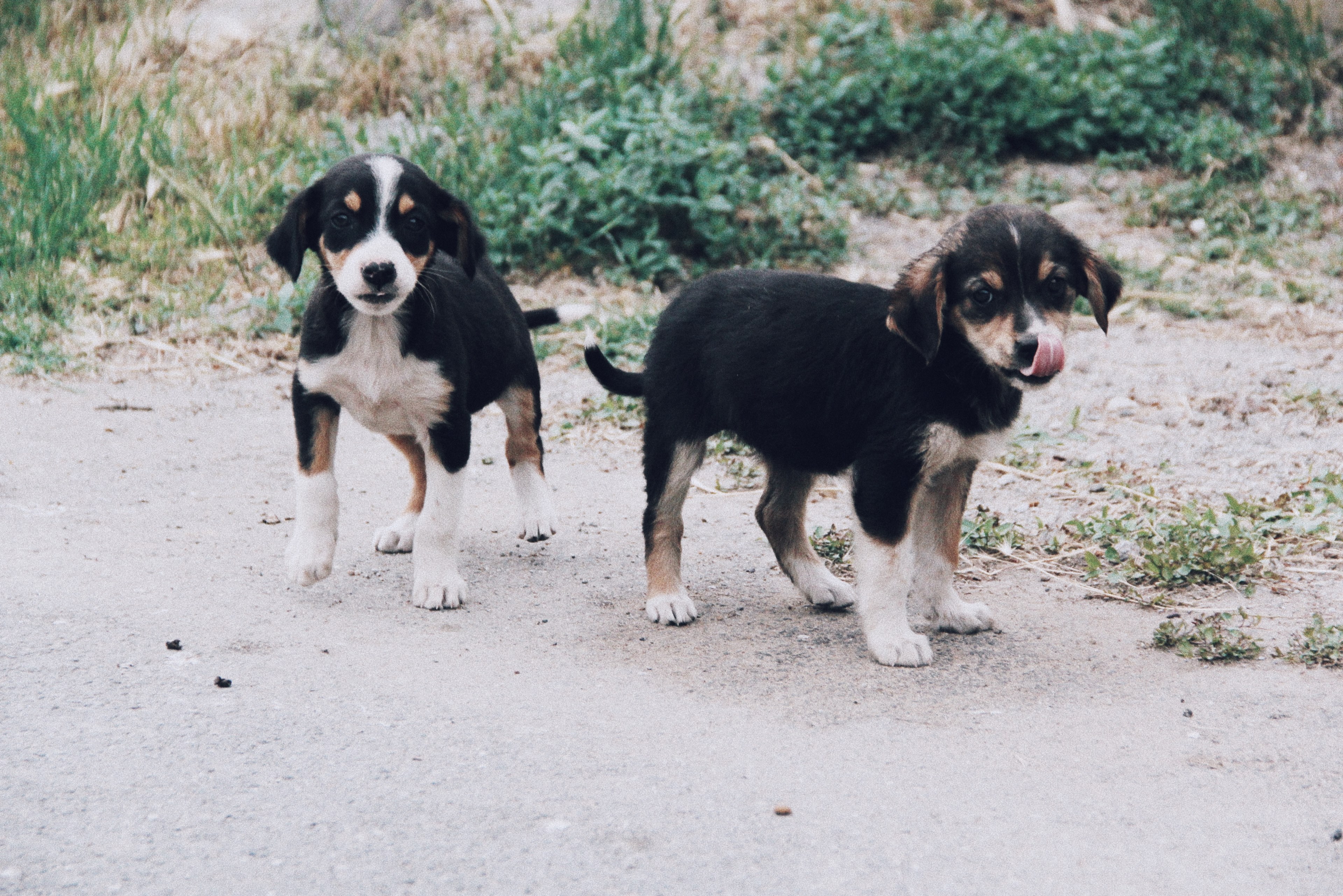 puppy bernese mountain dog dog and animal 4k, HD Wallpaper