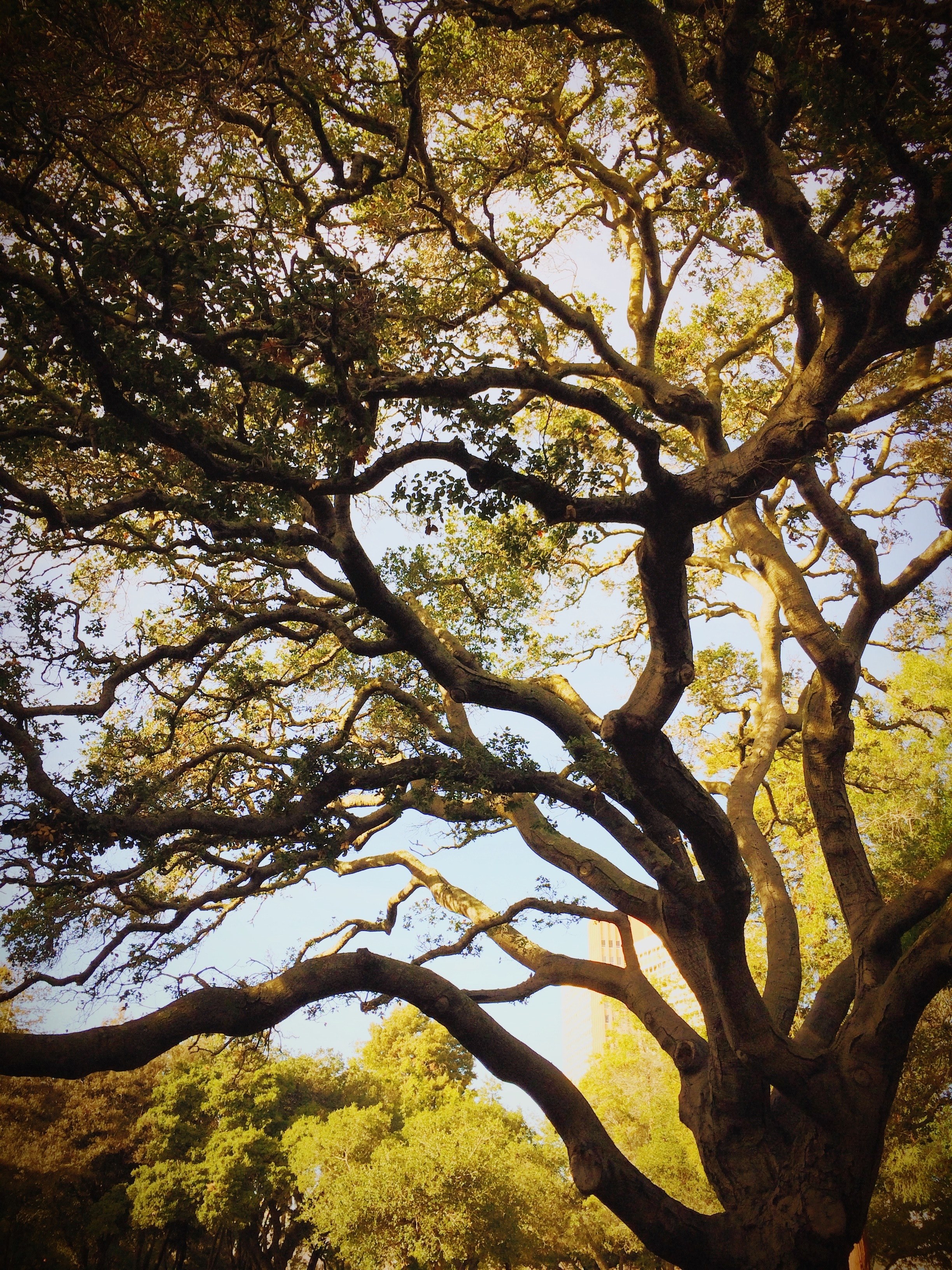 a large tree with a canopy of gnarled branches, mighty gnarled tree 4k, Phone HD Wallpaper