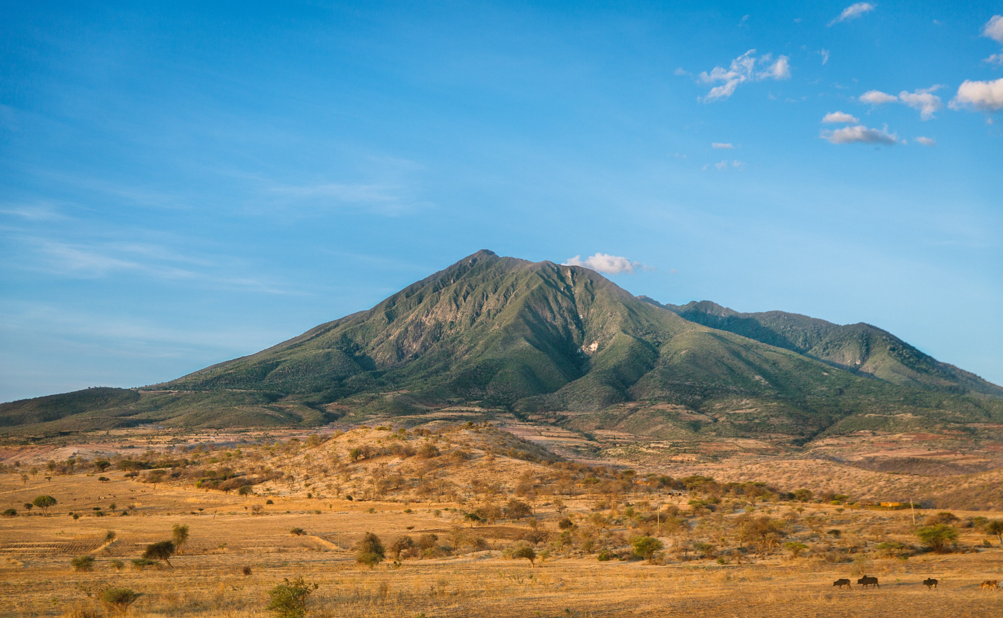 a mountain covered with green vegetation in the middle of a dry savannah, green mountain on savannah 4k, HD Wallpaper