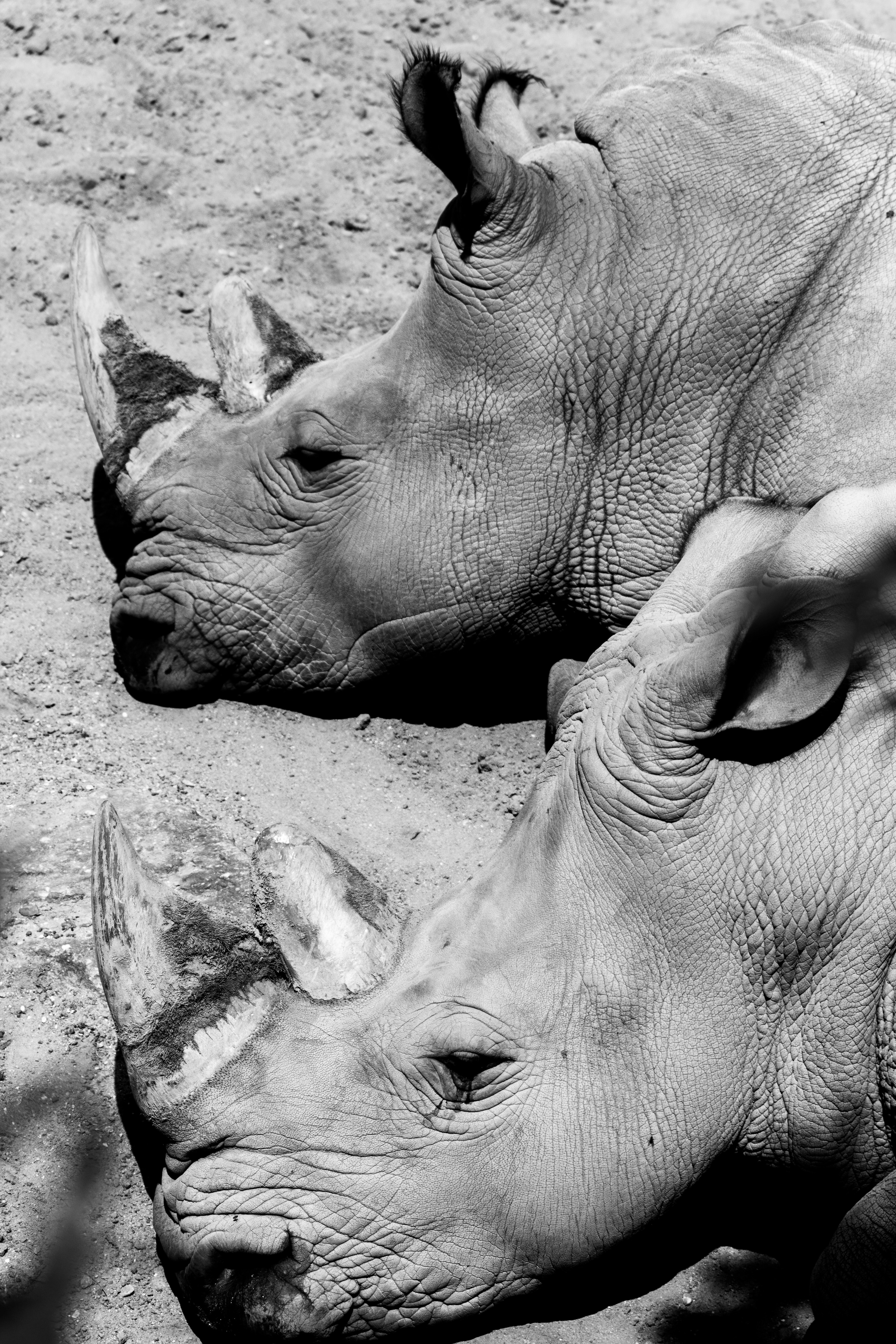 black and white shot of two rhinos heads laying on the ground in dirt, monochrome rhino heads 4k, Phone HD Wallpaper